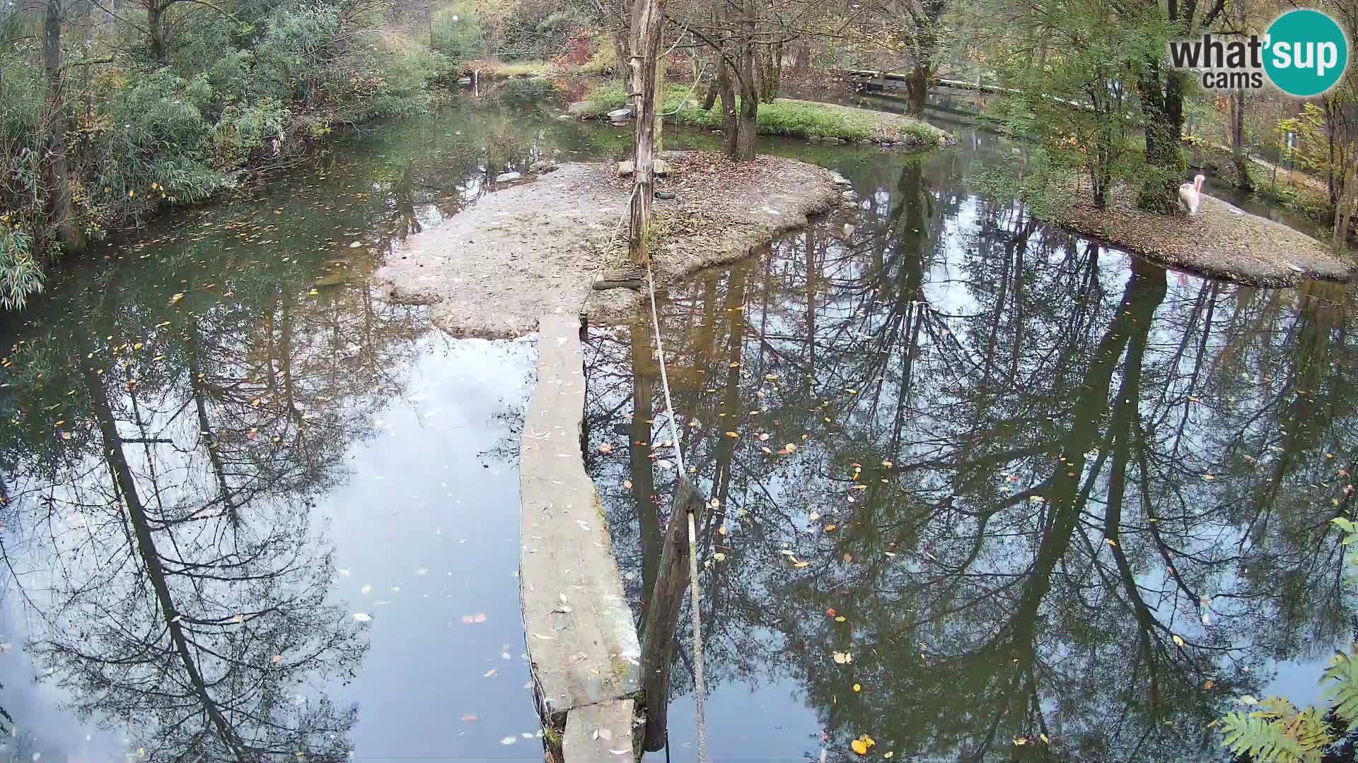 Vari bianconero Zoo Ljubljana webcam