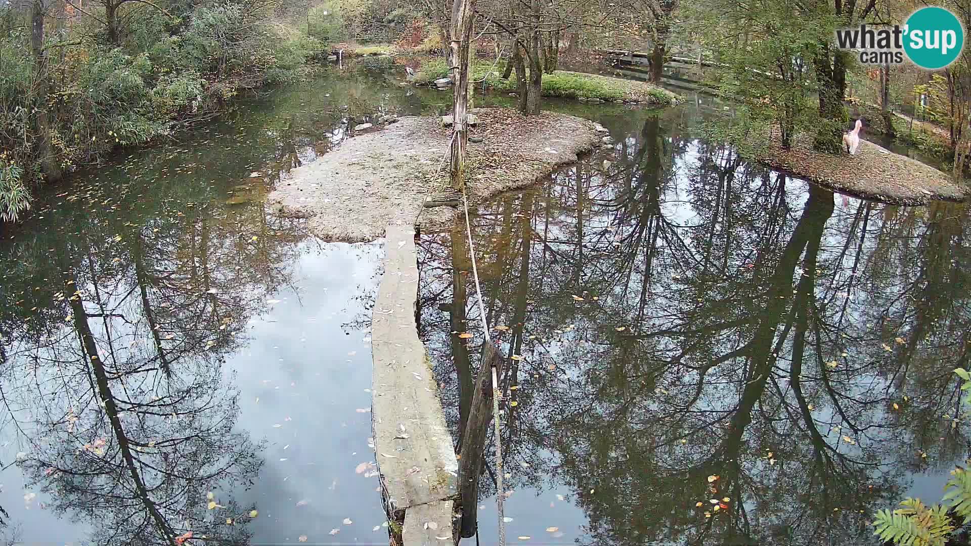 Vari bianconero Zoo Ljubljana webcam