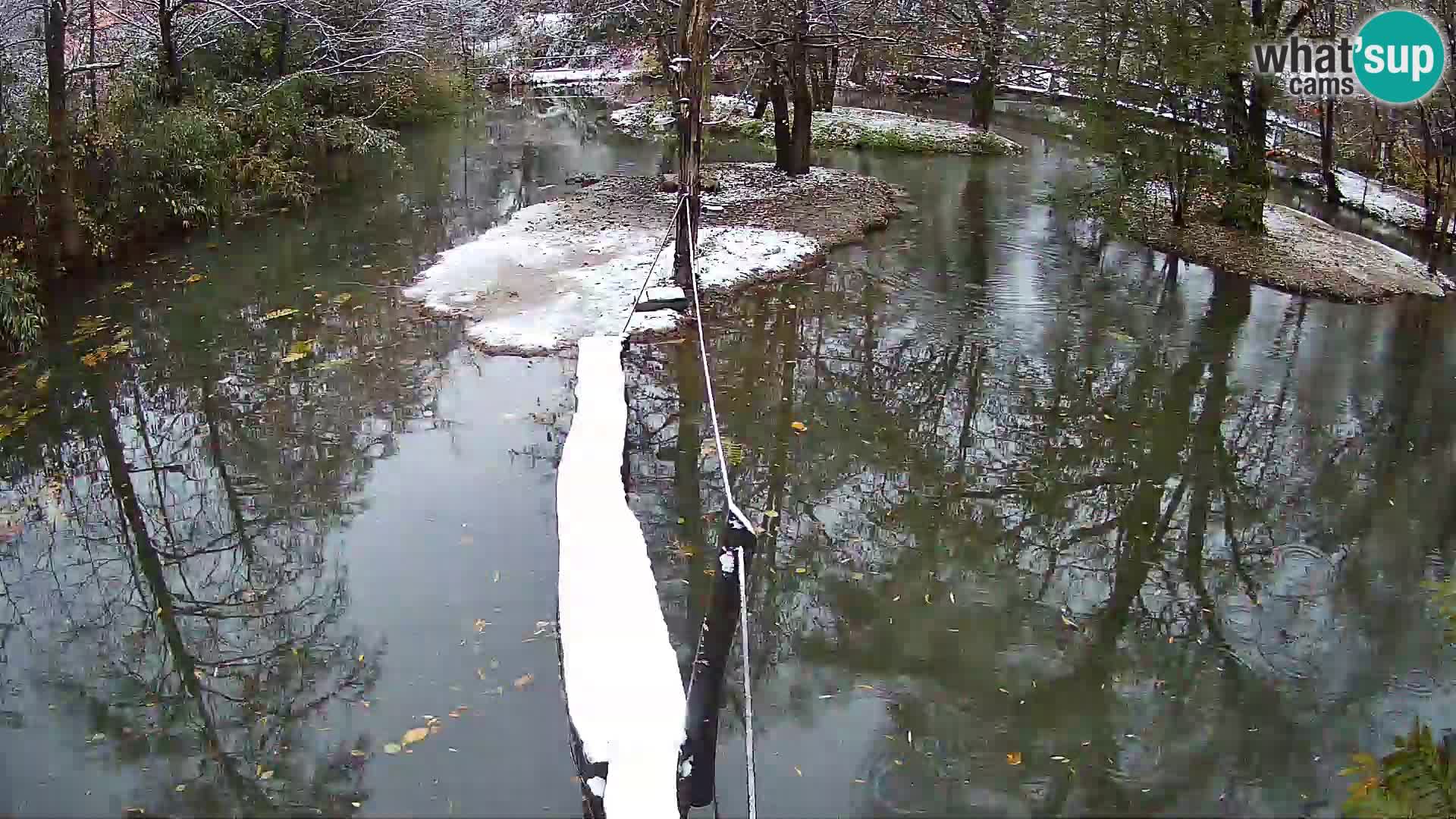 Lémur rufo blanco y negro – Ljubljana Zoo en vivo