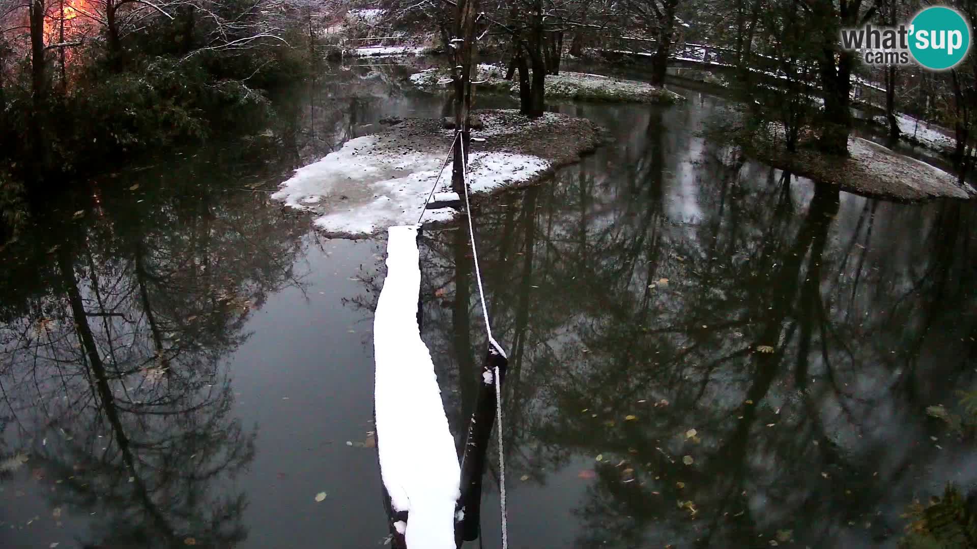 Lémur rufo blanco y negro – Ljubljana Zoo en vivo