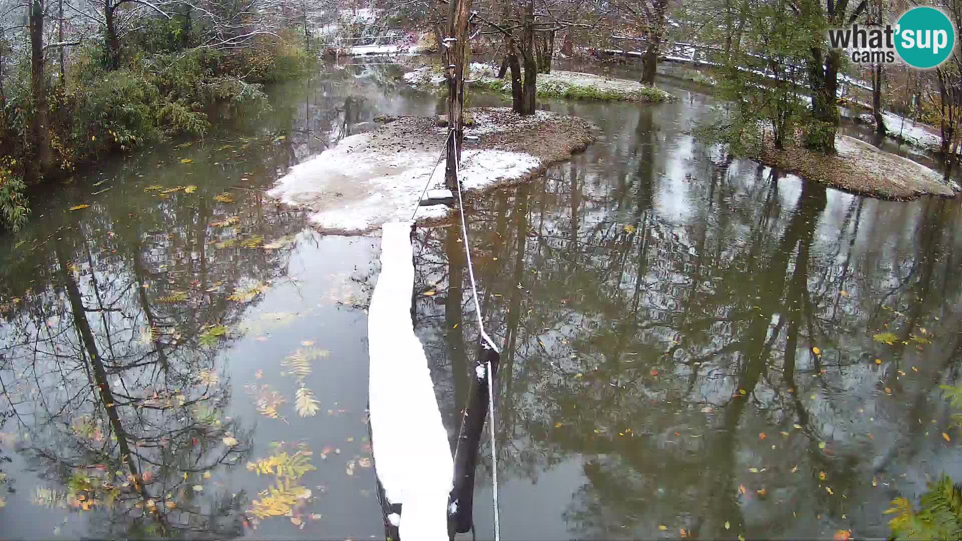 Navadni vari u živo – Ljubljana zoo