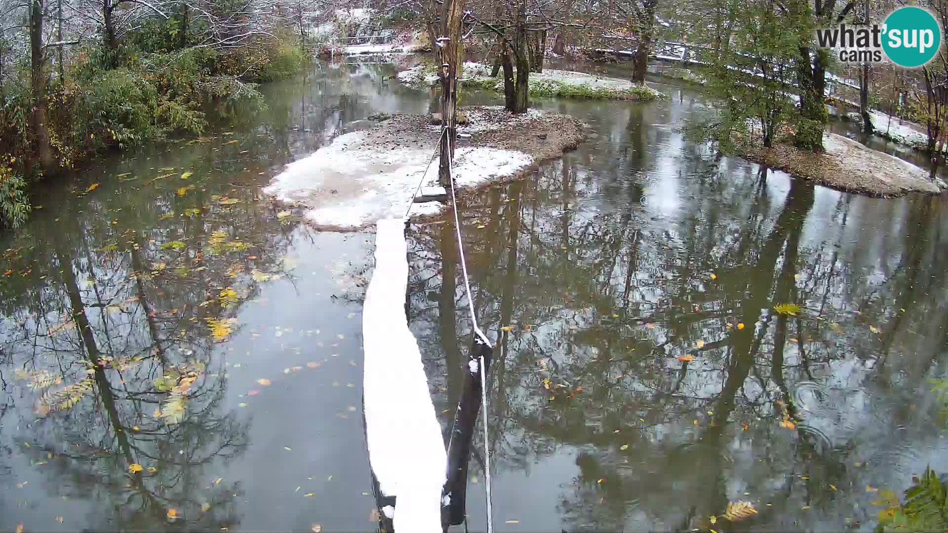 Vari bianconero Zoo Ljubljana webcam