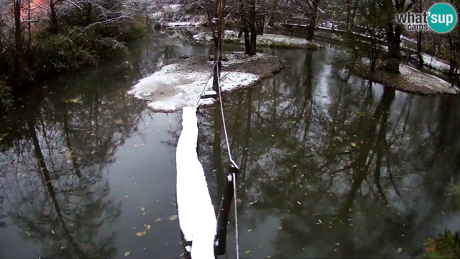 Navadni vari u živo – Ljubljana zoo