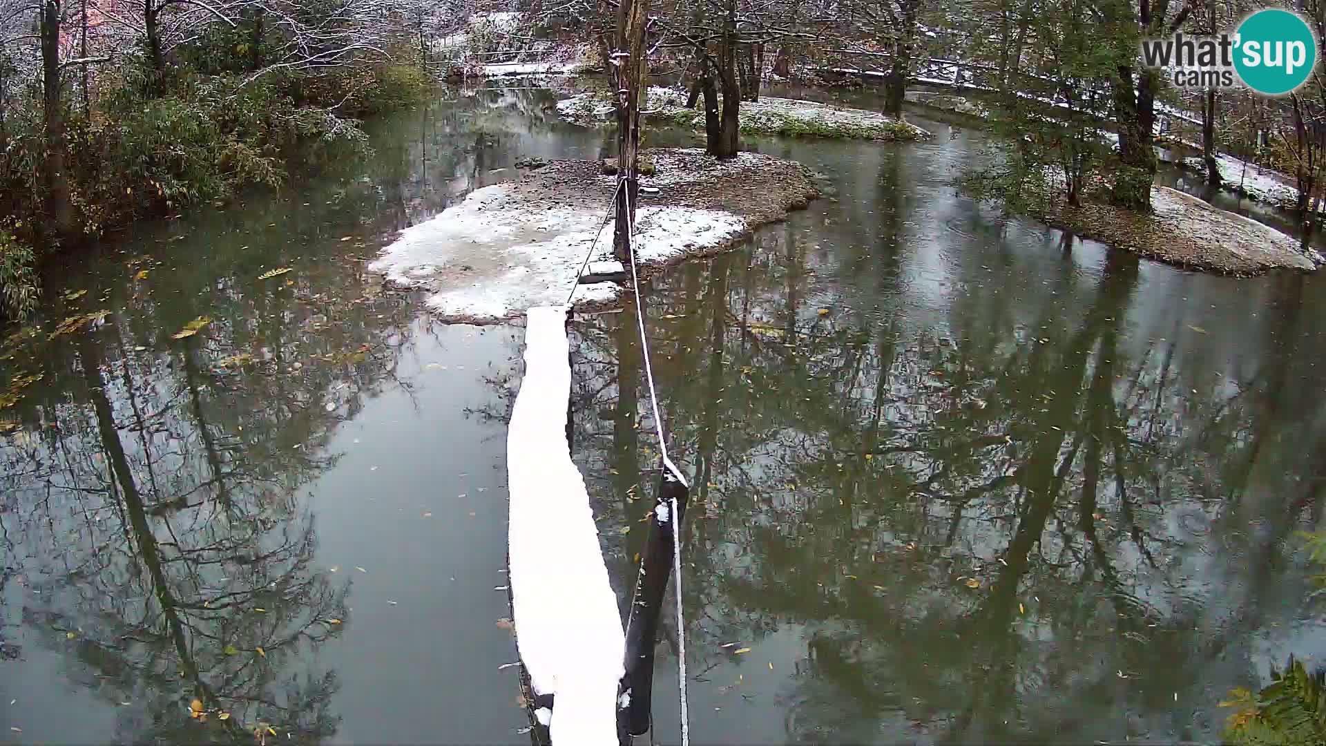 Schwarzweiße Vari Zoo Ljubljana webcam