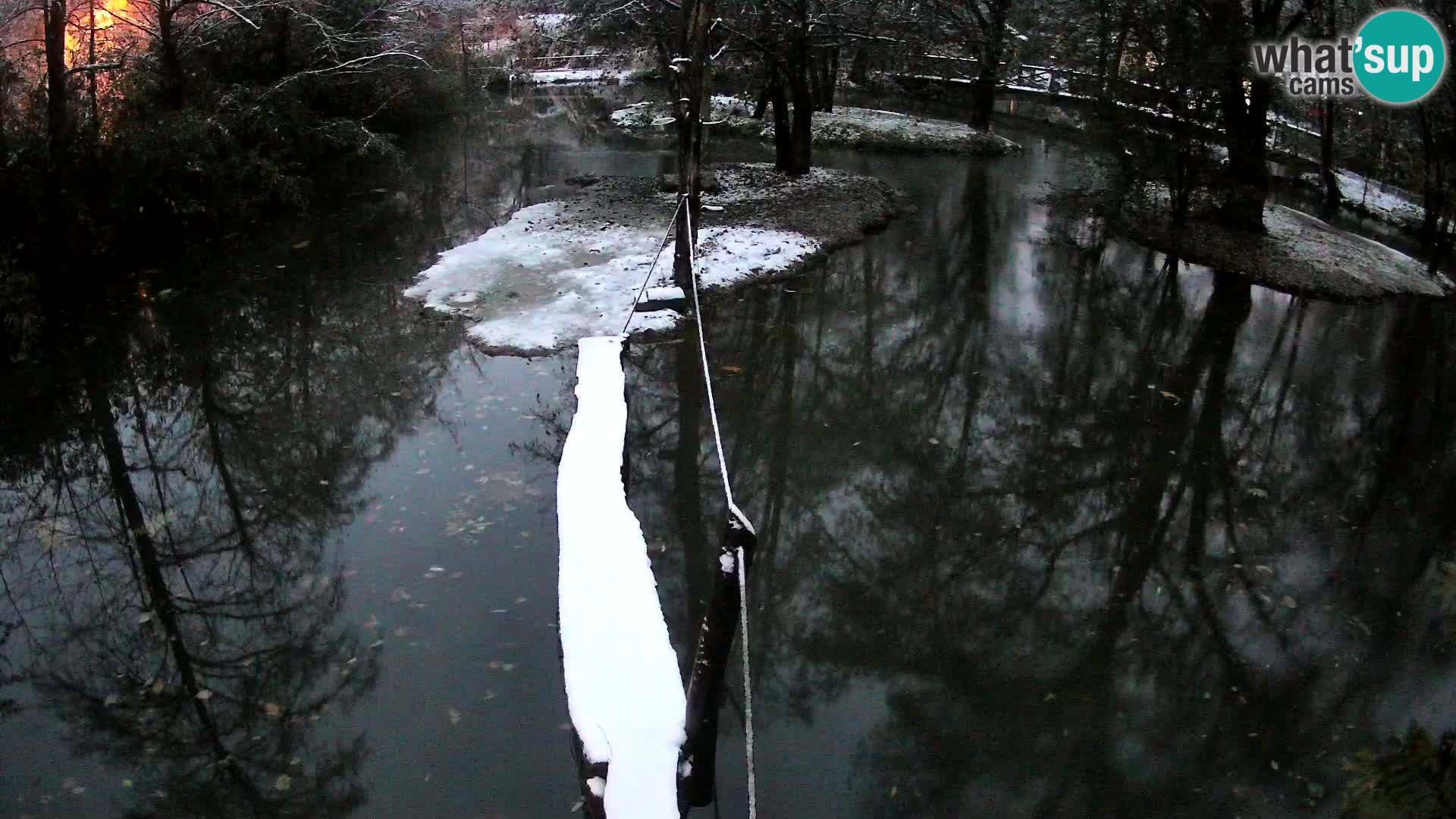 Lémur rufo blanco y negro – Ljubljana Zoo en vivo