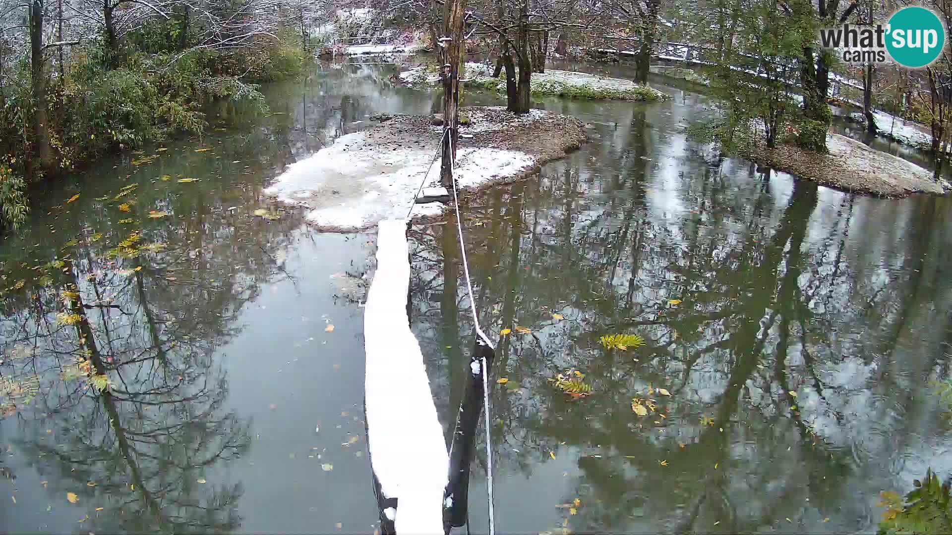 Lémur rufo blanco y negro – Ljubljana Zoo en vivo