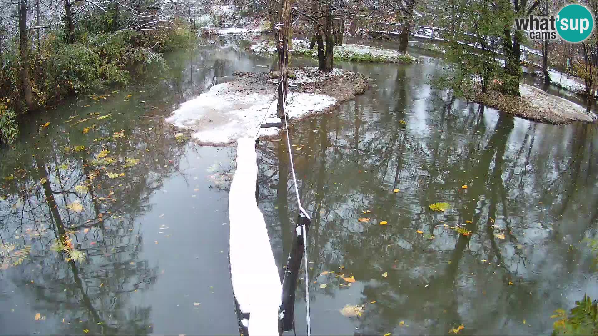 Lémur rufo blanco y negro – Ljubljana Zoo en vivo