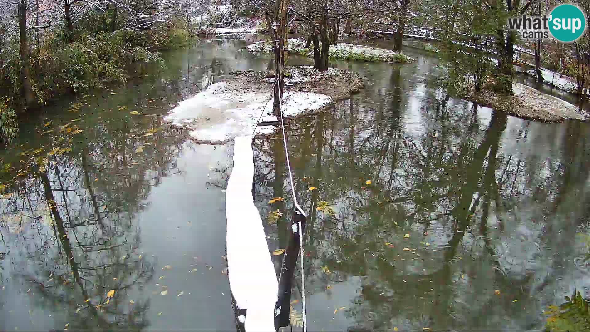 Schwarzweiße Vari Zoo Ljubljana webcam