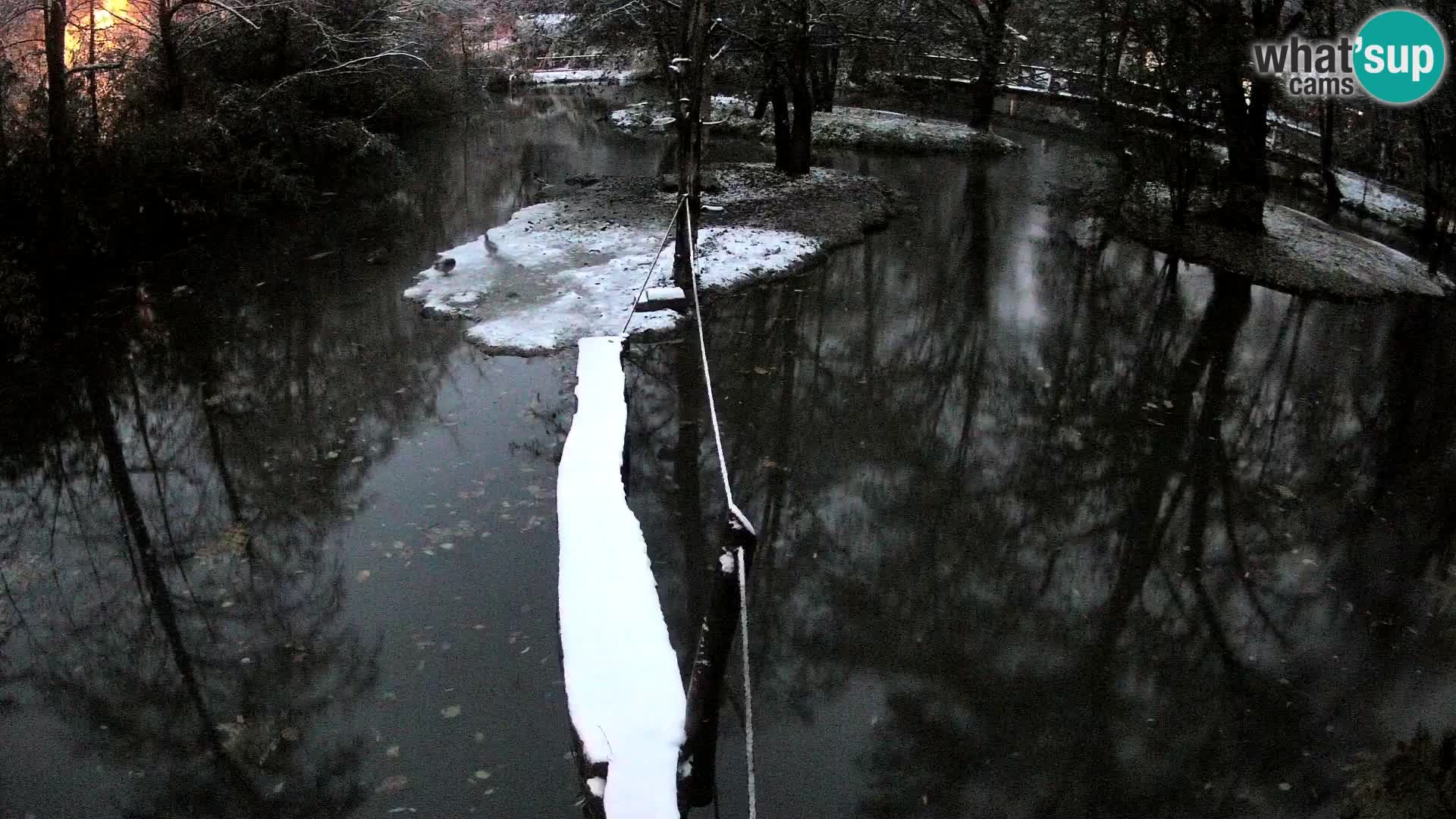 Lémur rufo blanco y negro – Ljubljana Zoo en vivo