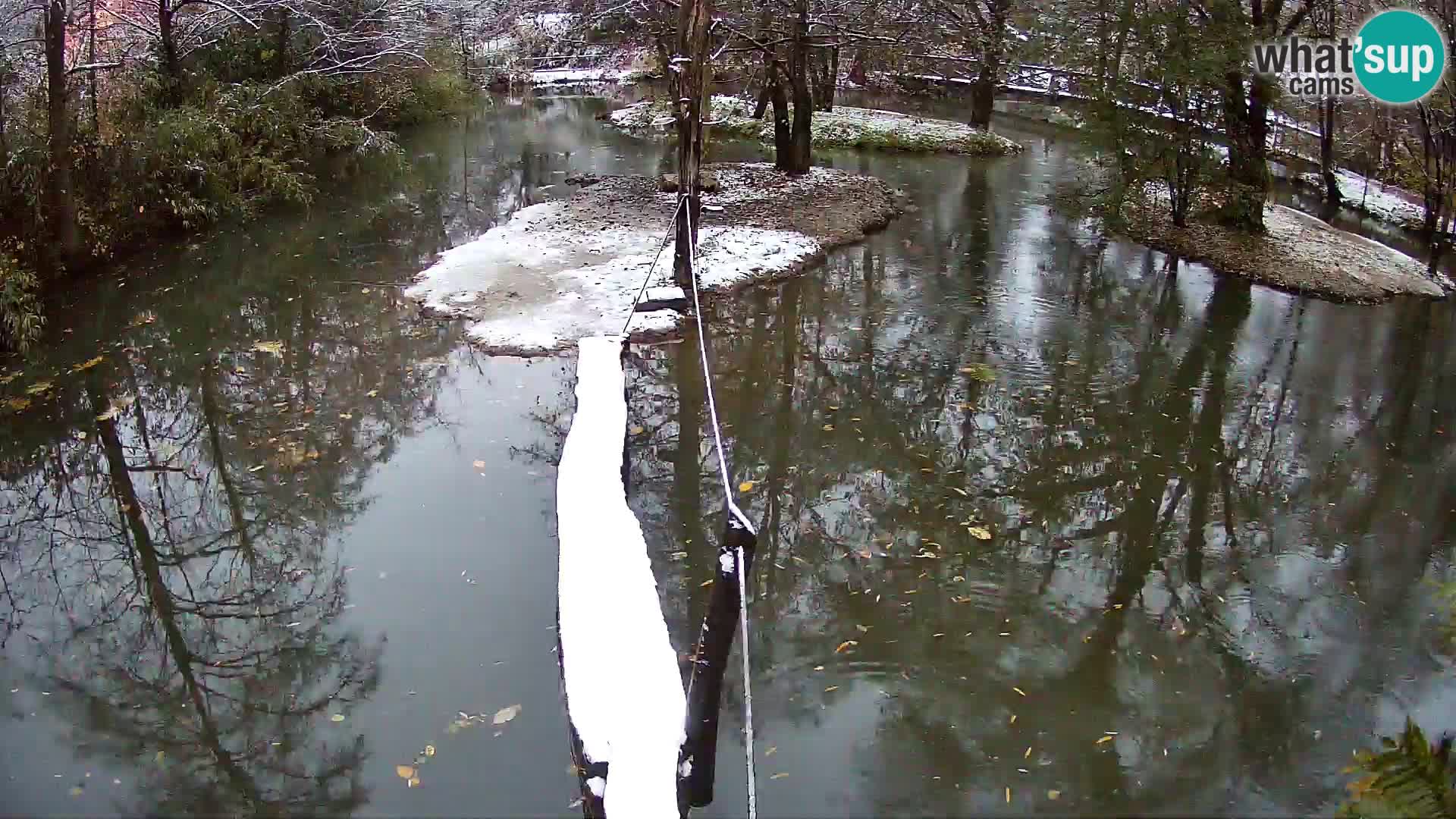 Navadni vari u živo – Ljubljana zoo