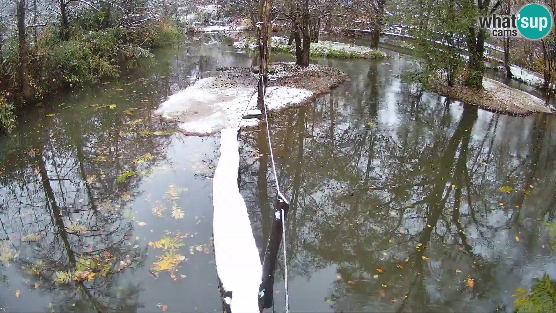 Lémur rufo blanco y negro – Ljubljana Zoo en vivo