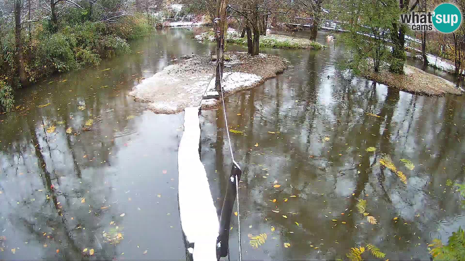 Vari bianconero Zoo Ljubljana webcam