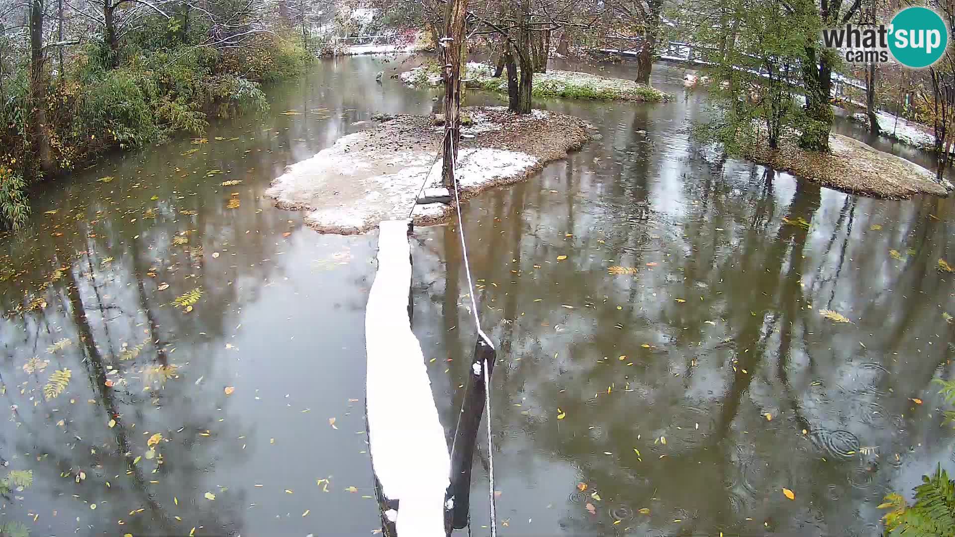 Schwarzweiße Vari Zoo Ljubljana webcam