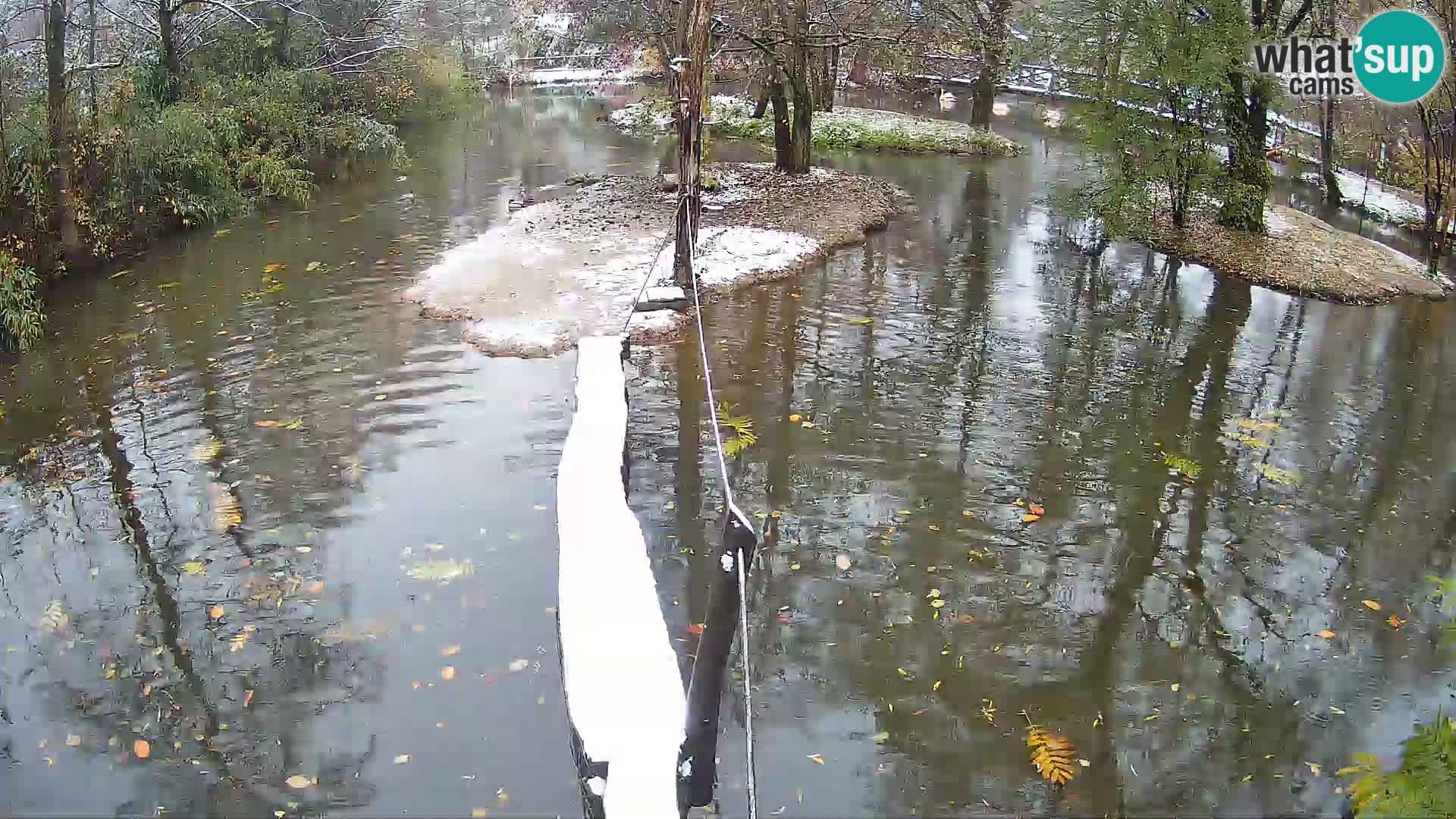 Schwarzweiße Vari Zoo Ljubljana webcam