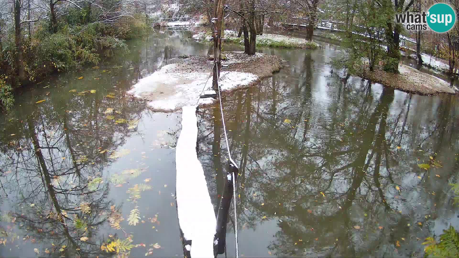 Schwarzweiße Vari Zoo Ljubljana webcam