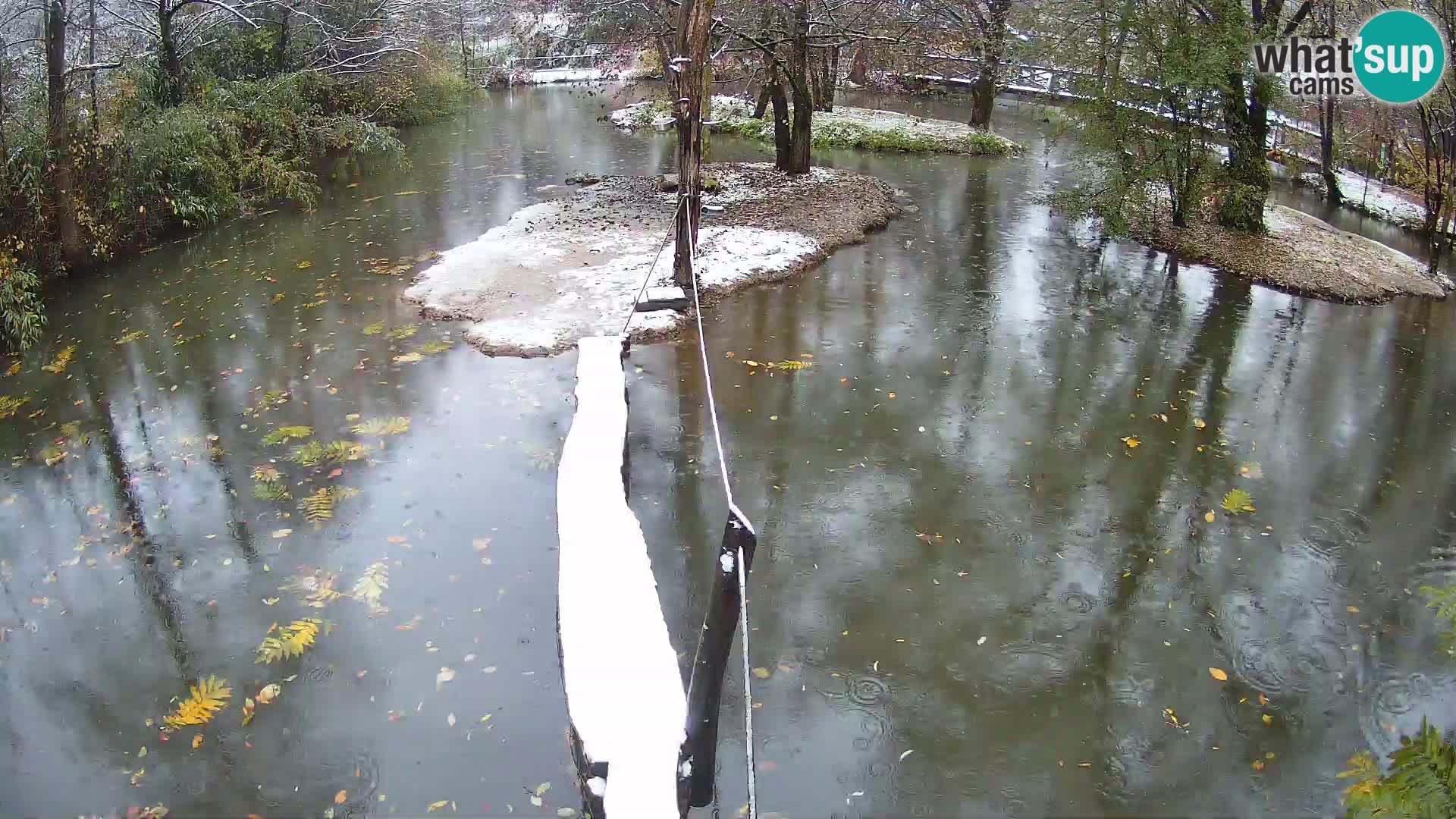 Lémur rufo blanco y negro – Ljubljana Zoo en vivo