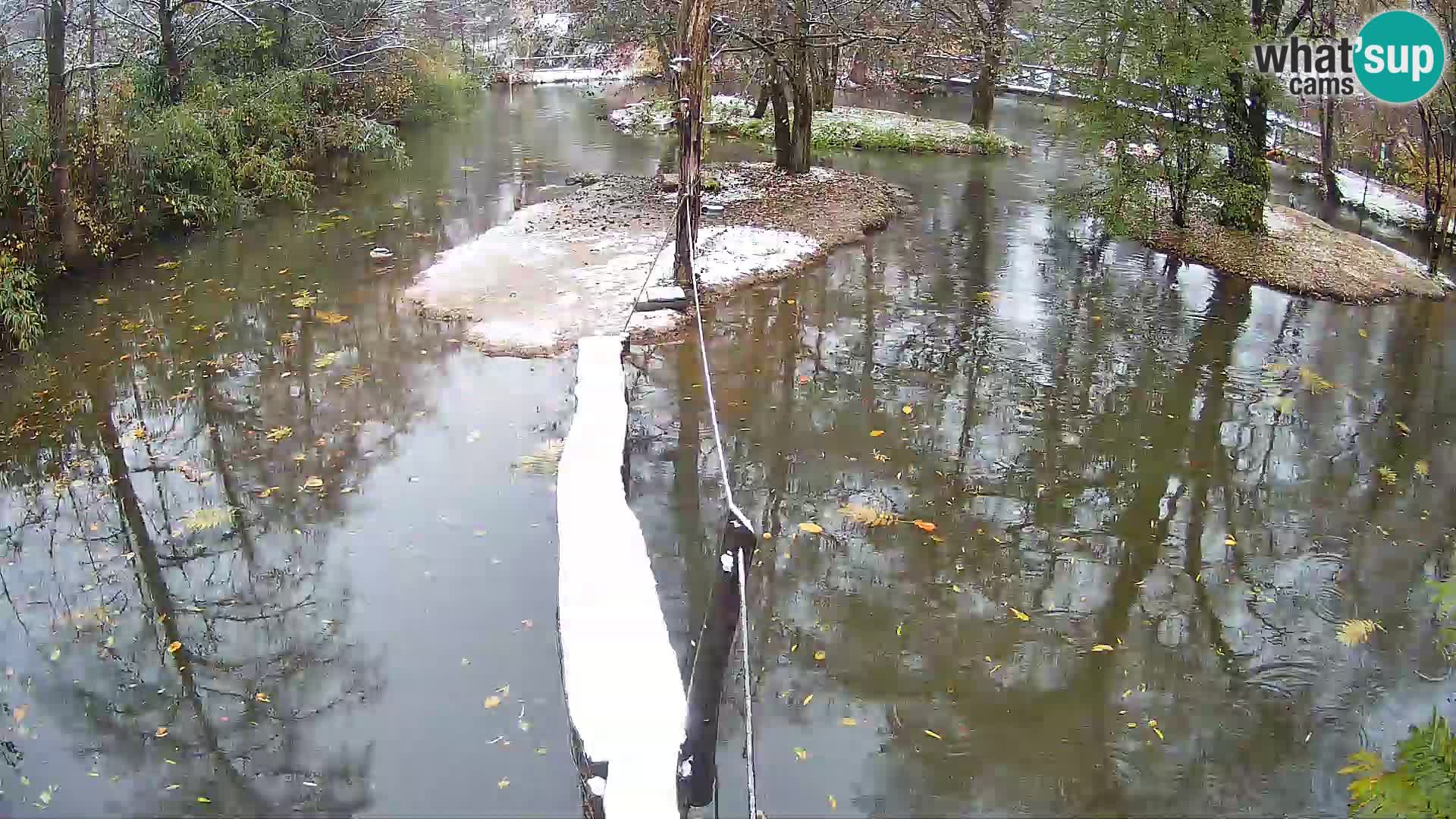 Schwarzweiße Vari Zoo Ljubljana webcam