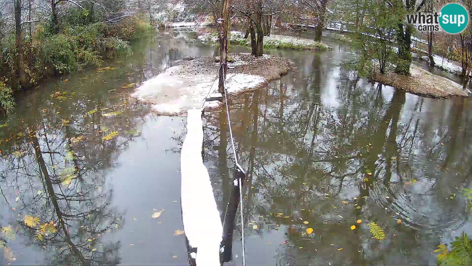 Vari bianconero Zoo Ljubljana webcam