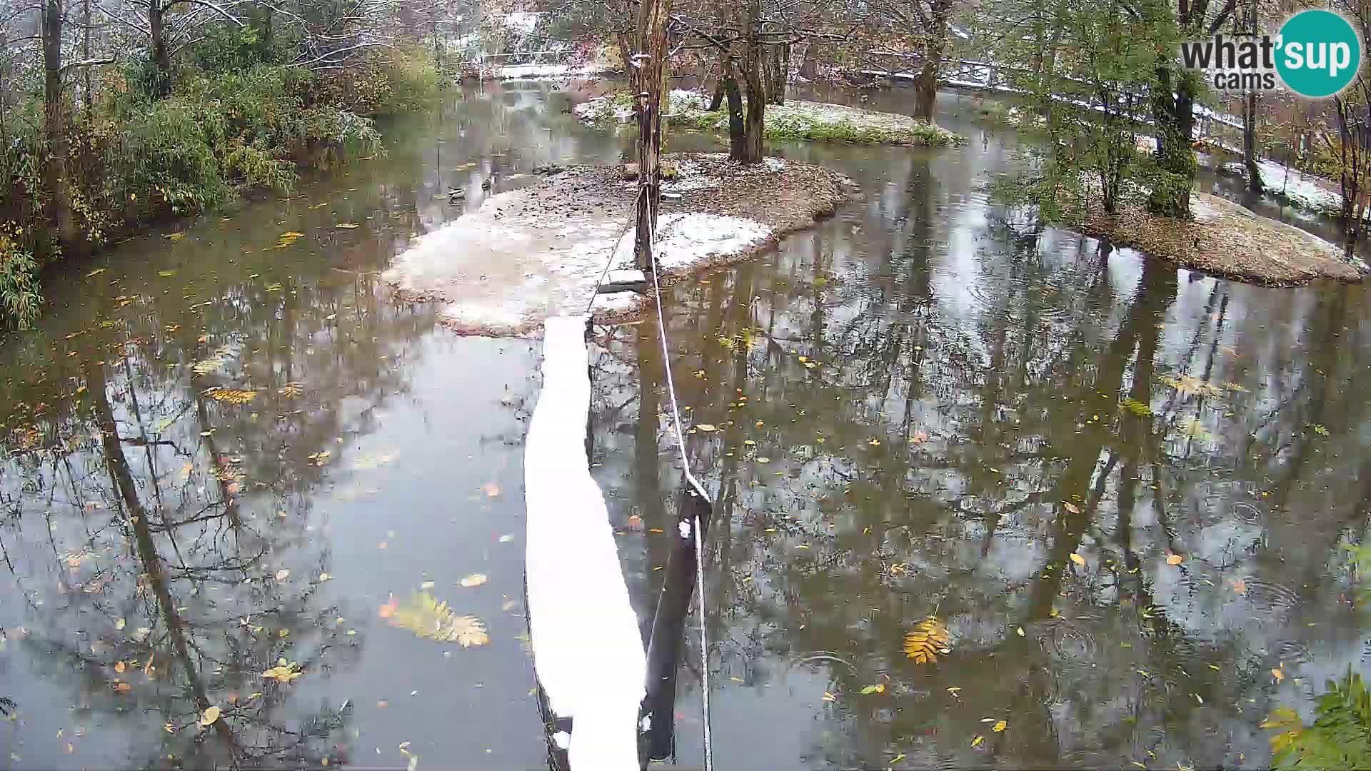 Schwarzweiße Vari Zoo Ljubljana webcam