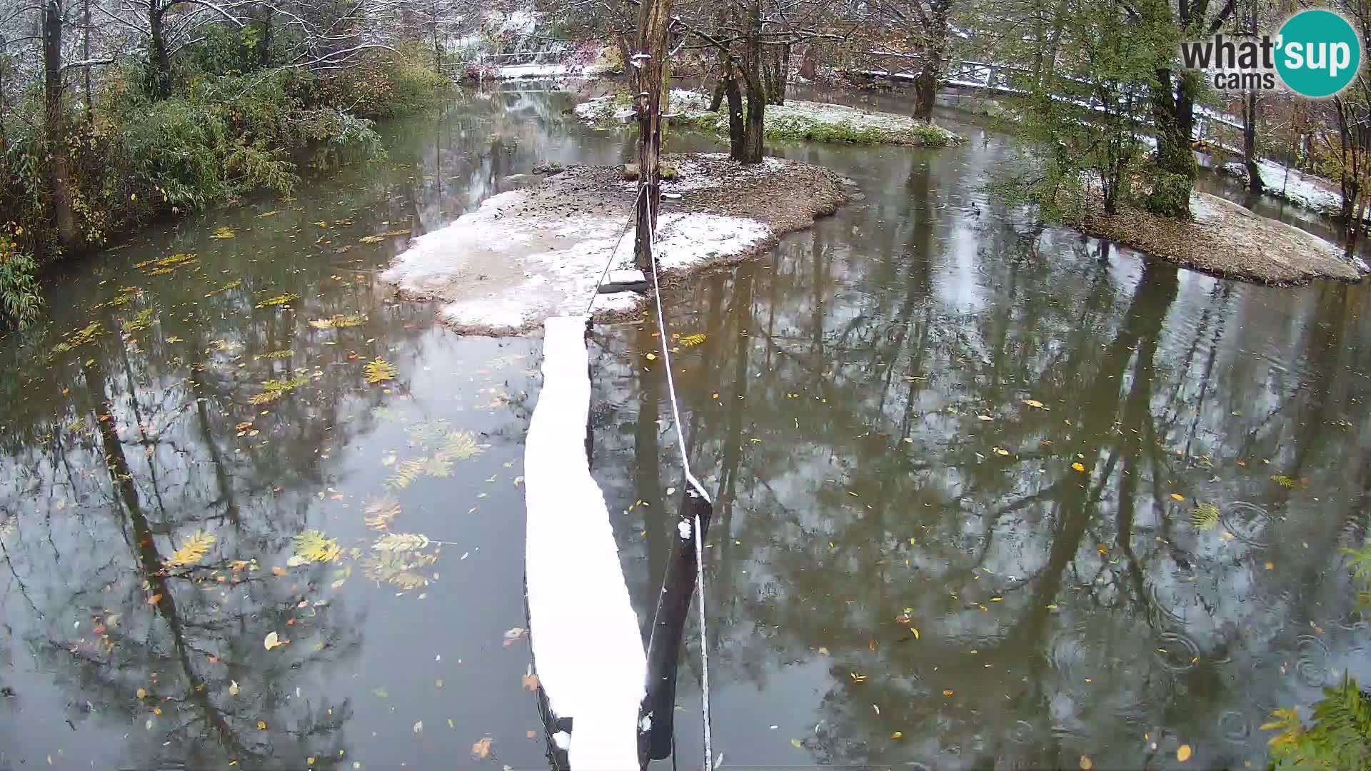 Schwarzweiße Vari Zoo Ljubljana webcam