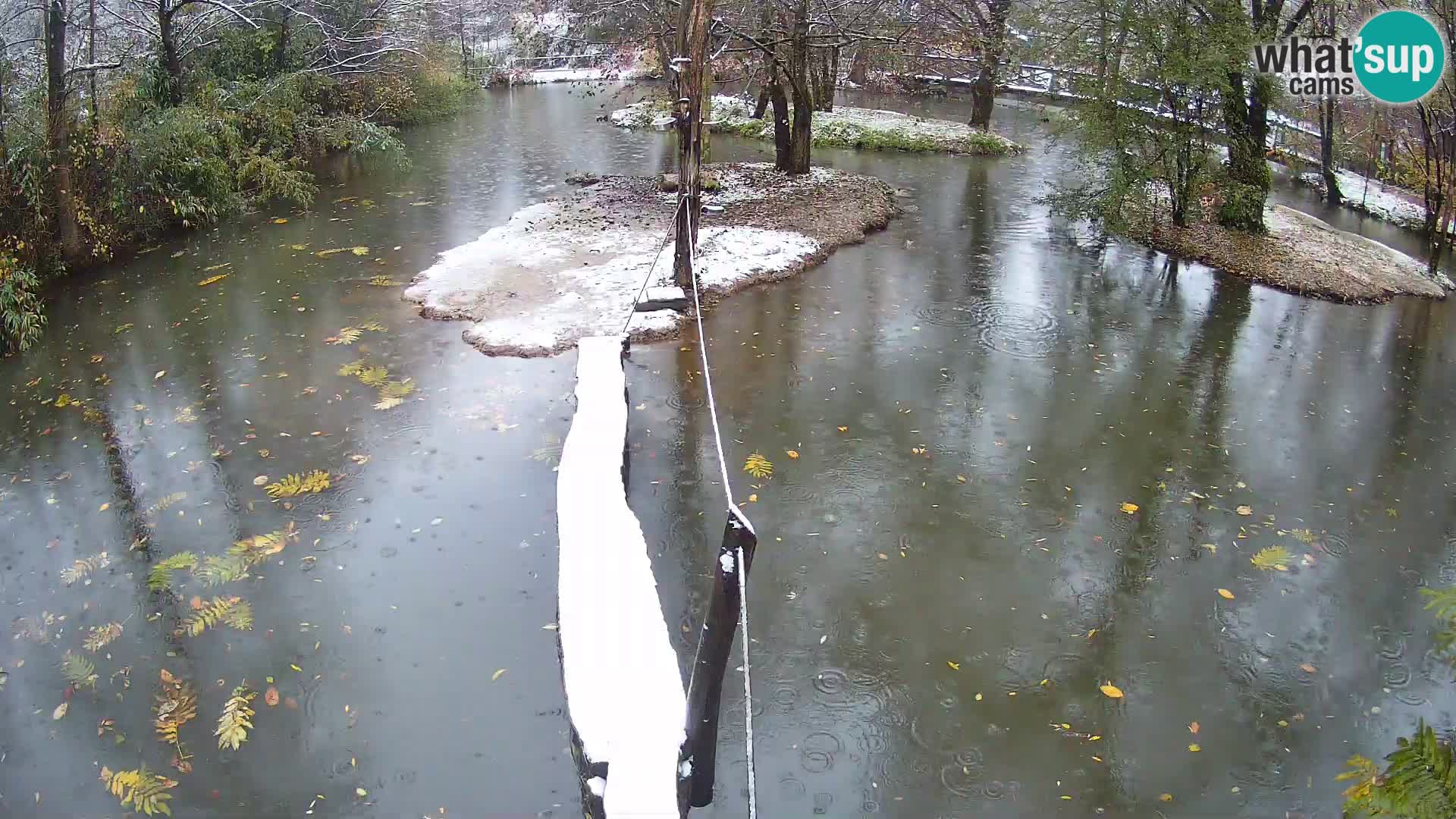 Navadni vari v živo – Ljubljana živalski vrt