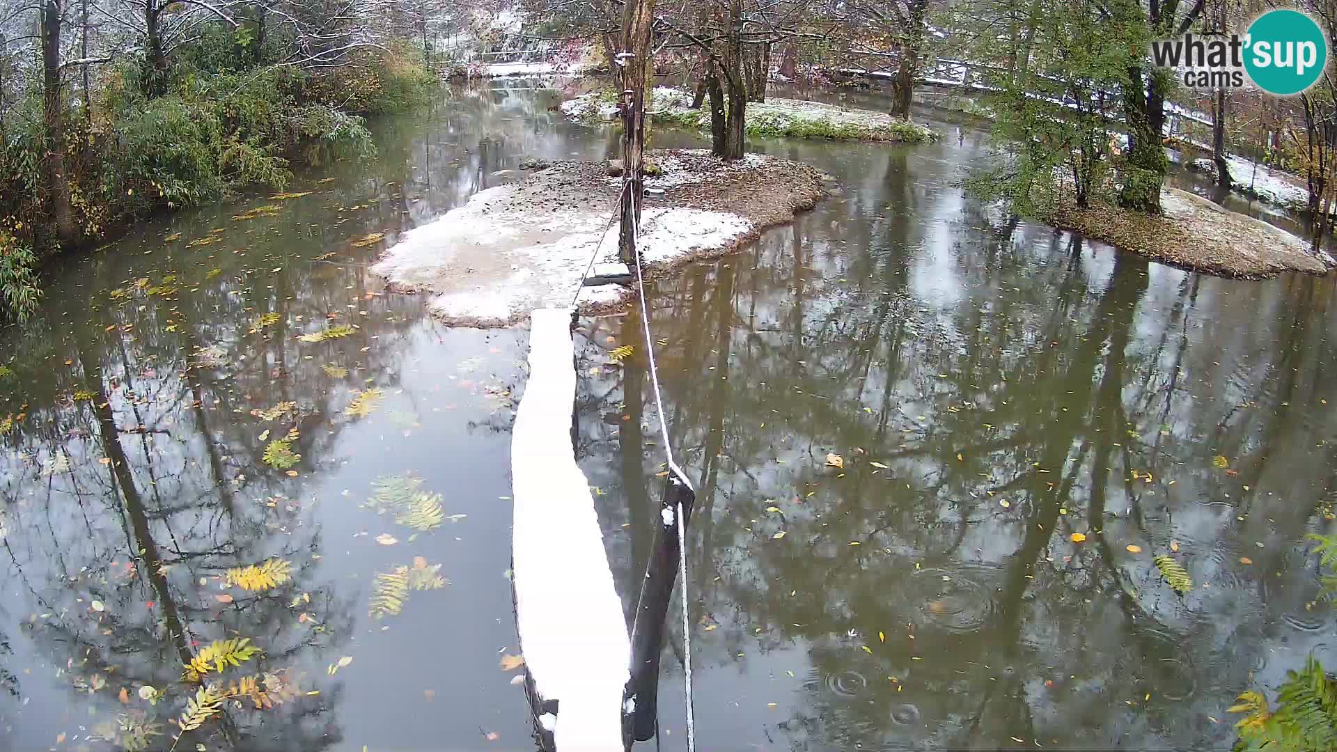 Lémur rufo blanco y negro – Ljubljana Zoo en vivo