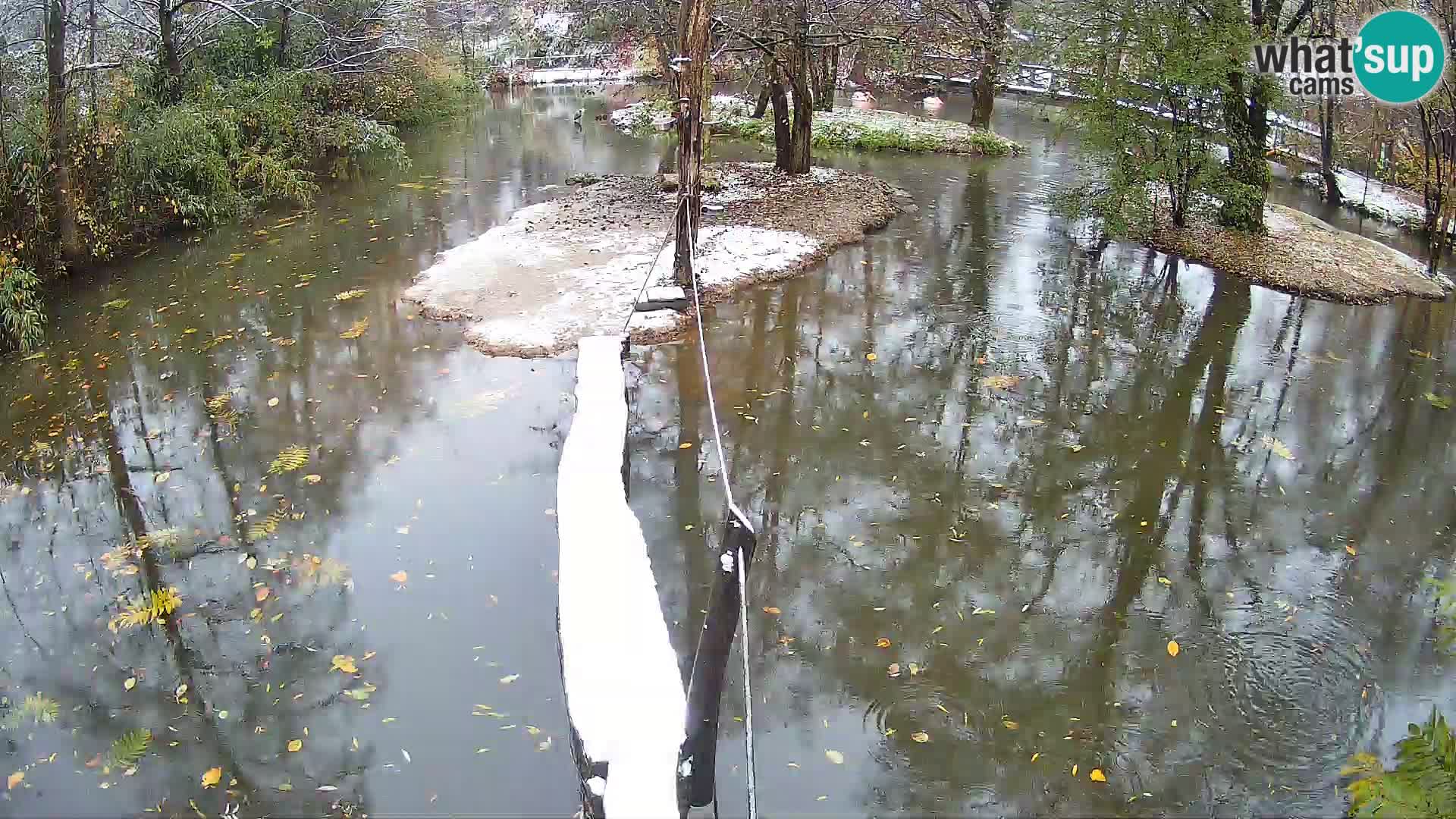 Lémur rufo blanco y negro – Ljubljana Zoo en vivo