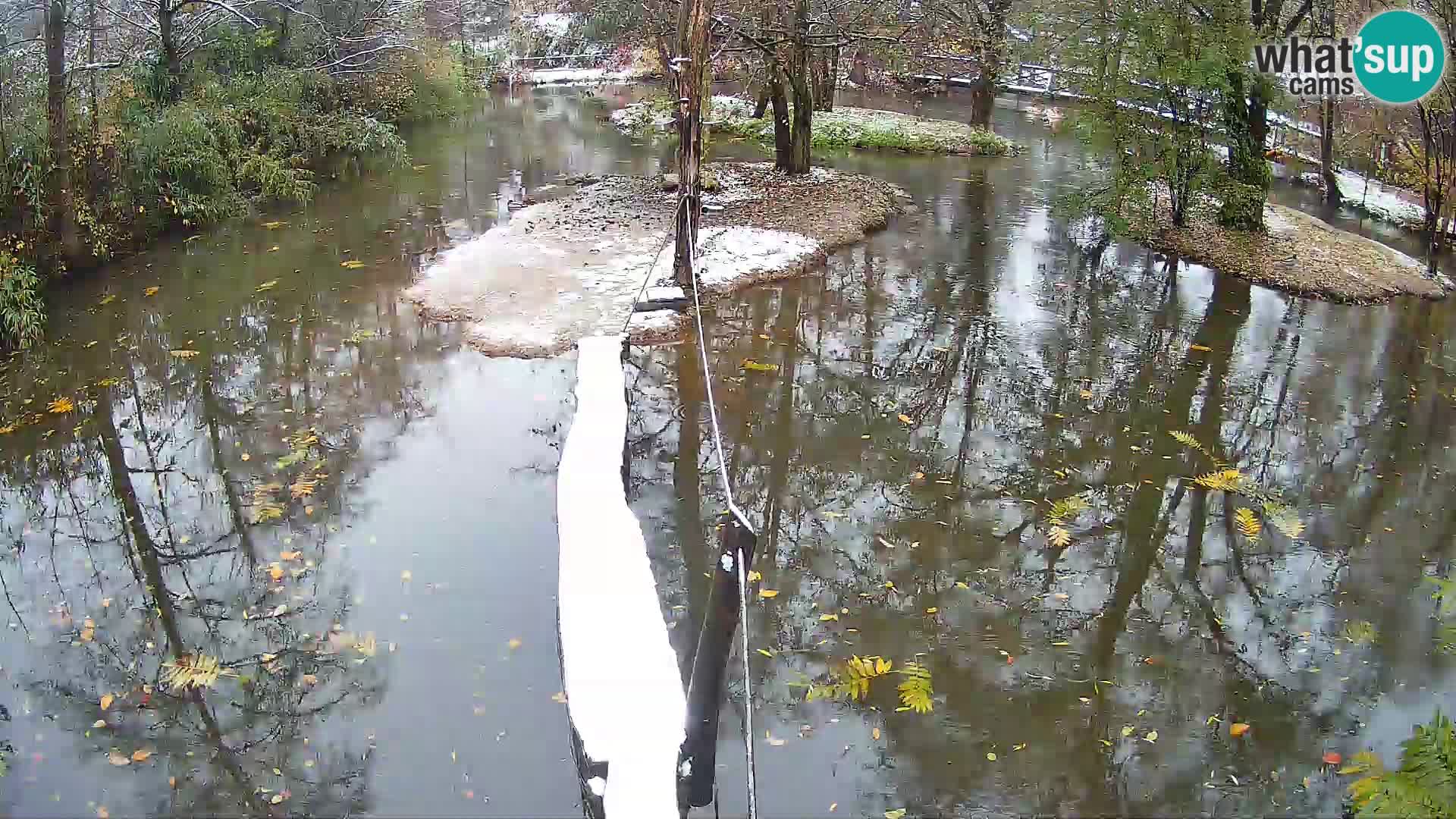 Vari bianconero Zoo Ljubljana webcam