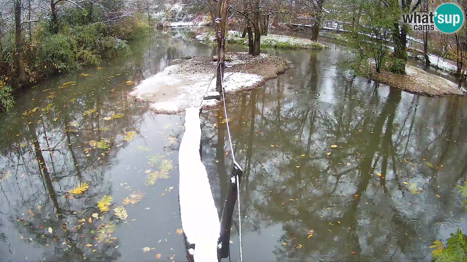 Navadni vari u živo – Ljubljana zoo