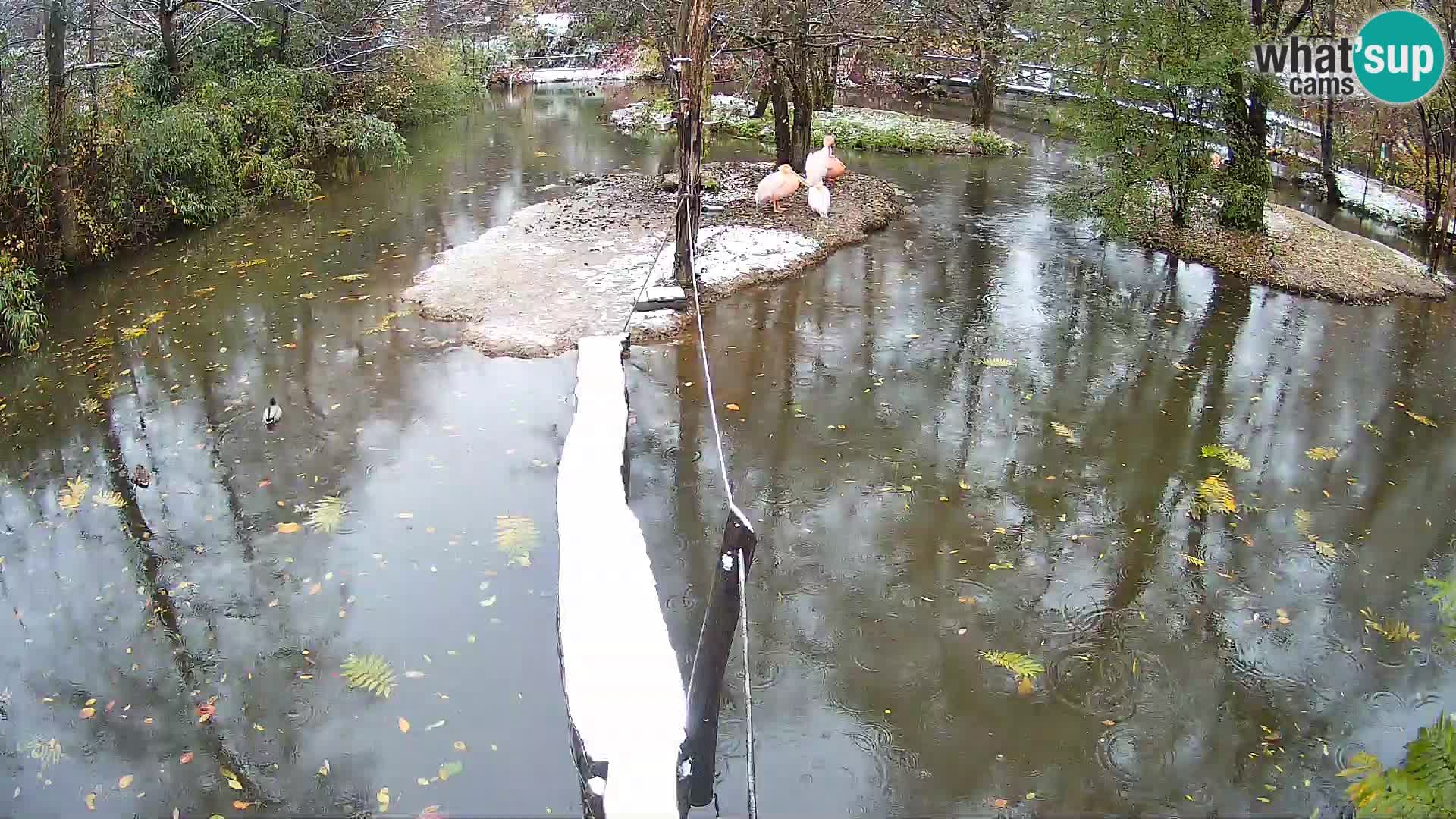 Navadni vari v živo – Ljubljana živalski vrt