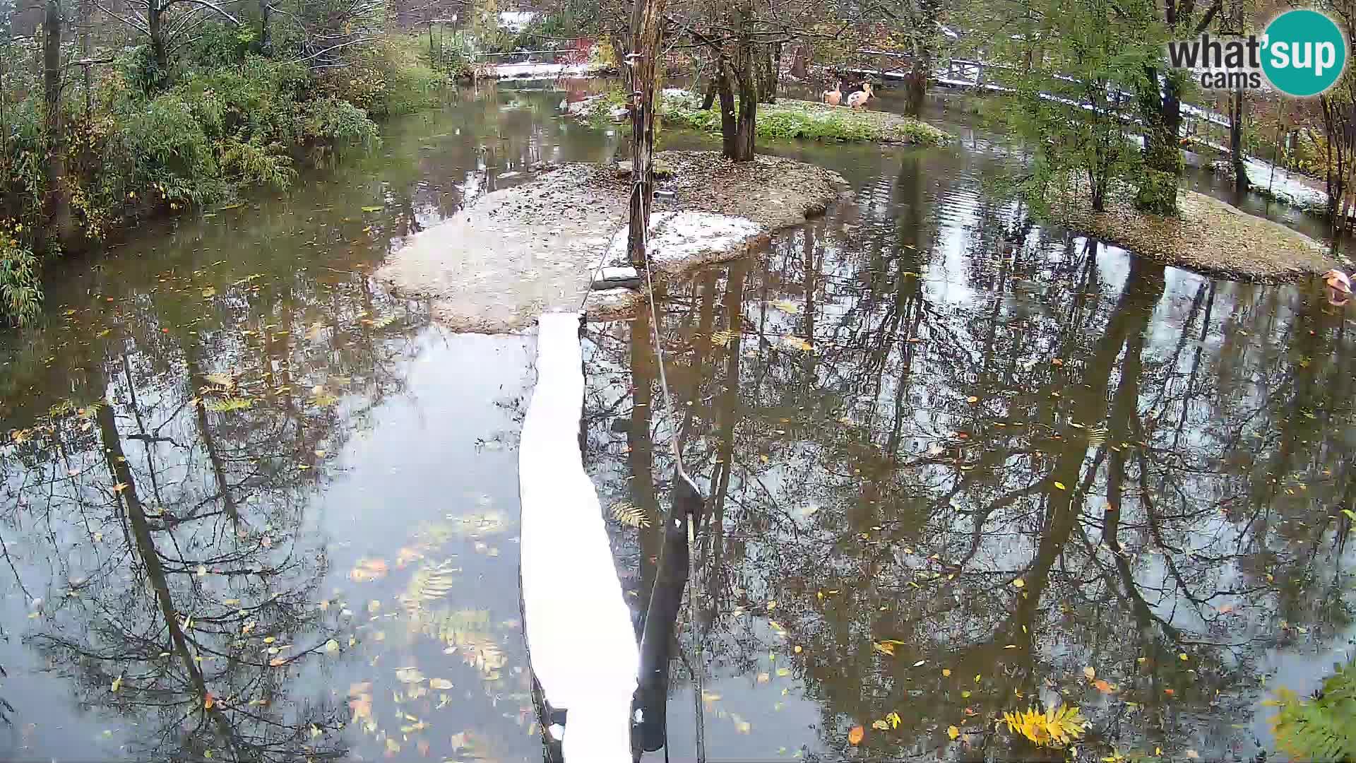 Schwarzweiße Vari Zoo Ljubljana webcam