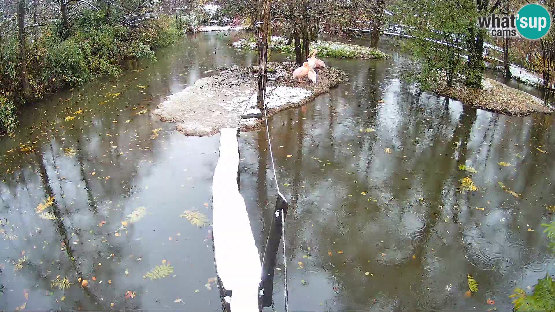 Navadni vari v živo – Ljubljana živalski vrt