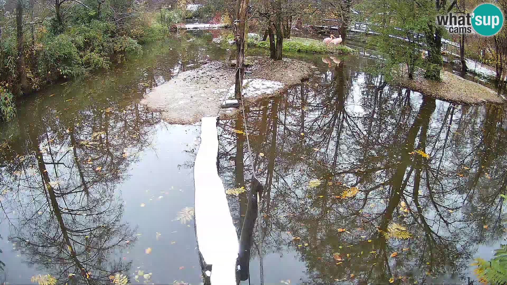 Vari bianconero Zoo Ljubljana webcam