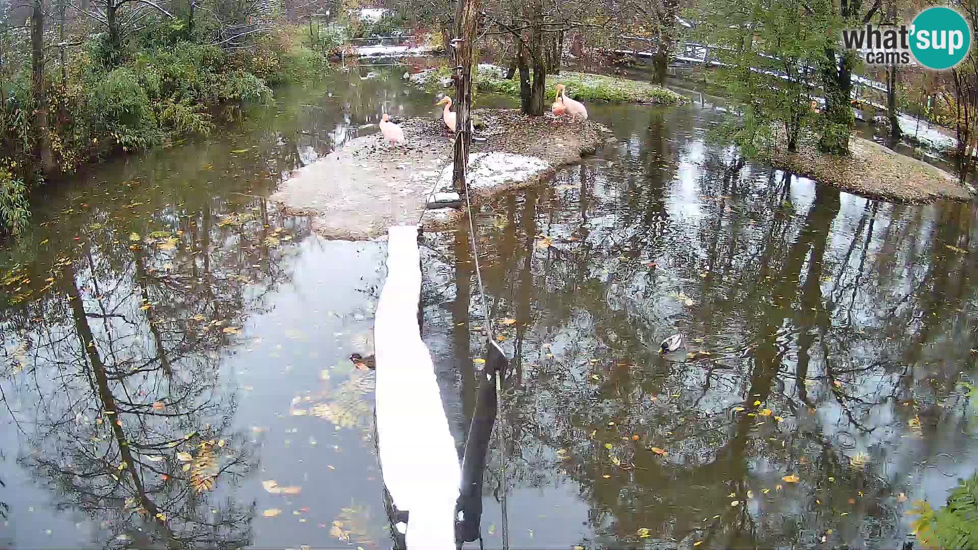 Vari bianconero Zoo Ljubljana webcam