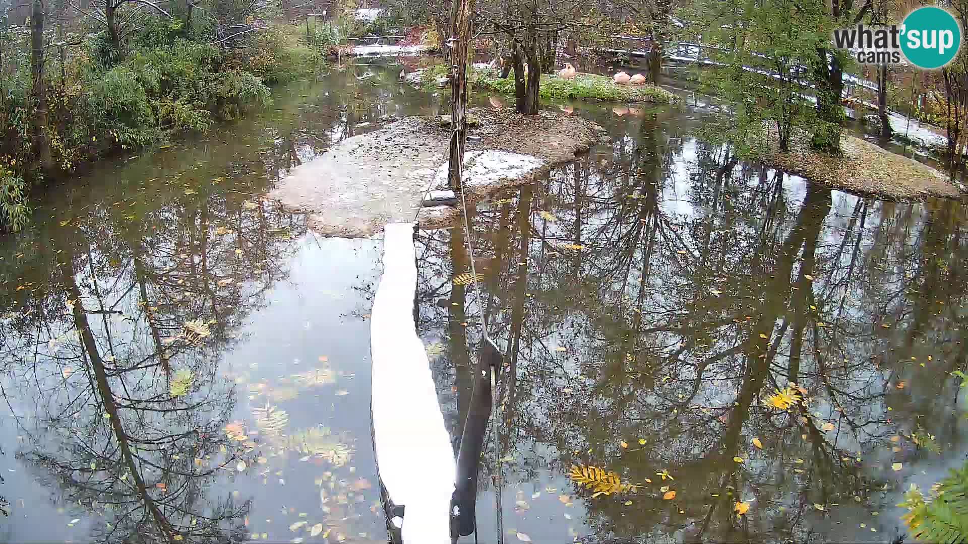 Schwarzweiße Vari Zoo Ljubljana webcam