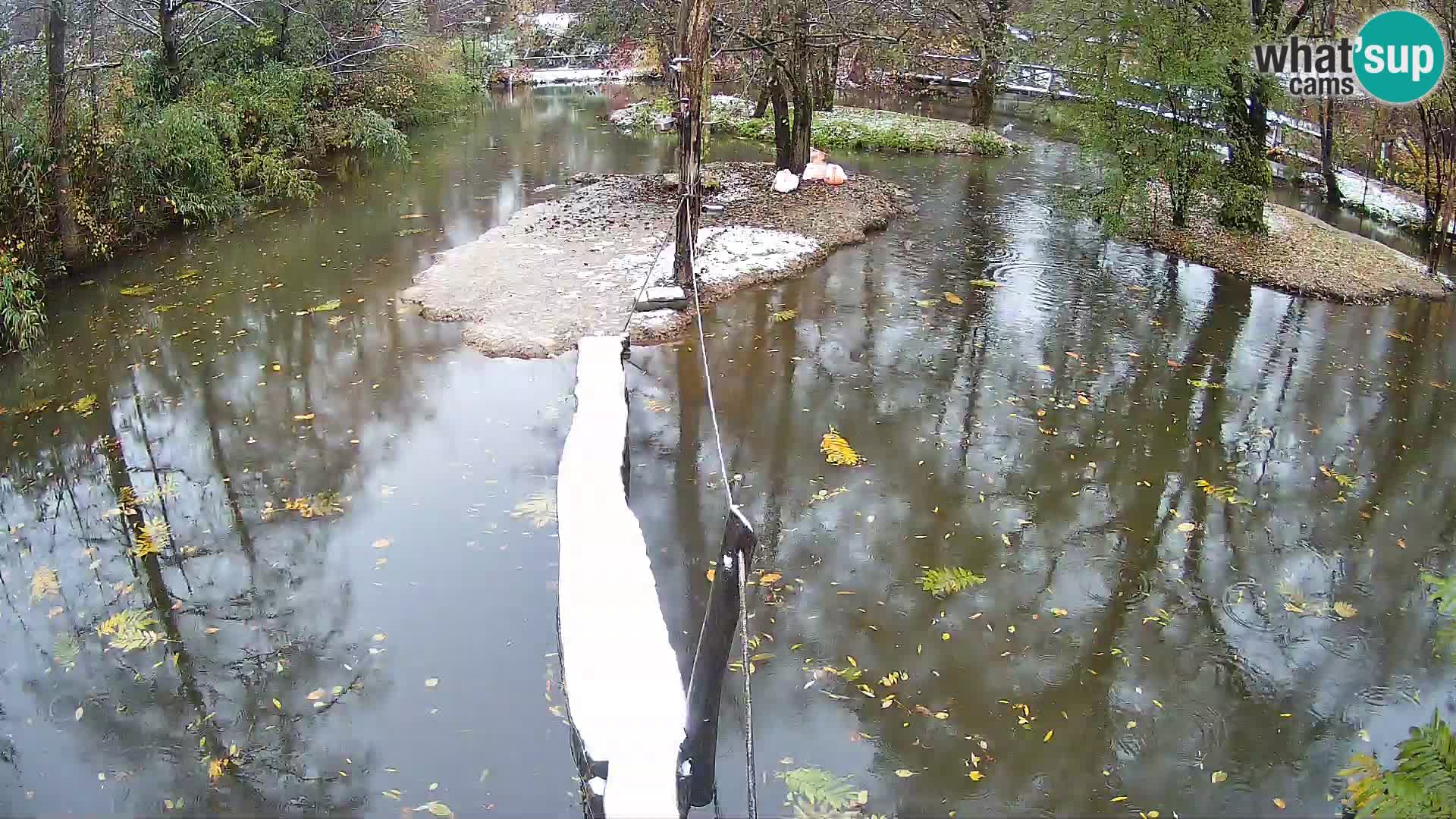 Schwarzweiße Vari Zoo Ljubljana webcam