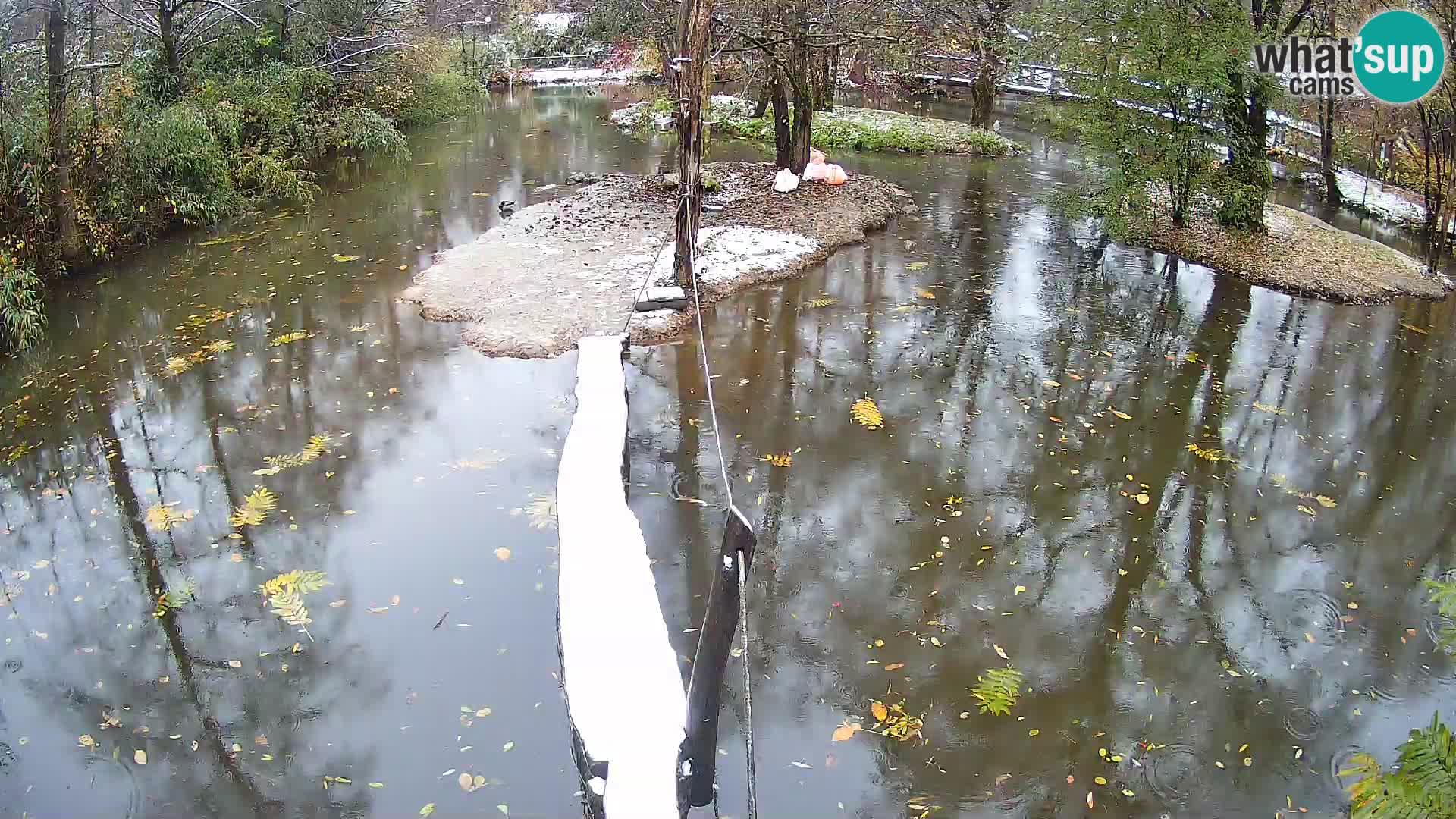 Schwarzweiße Vari Zoo Ljubljana webcam