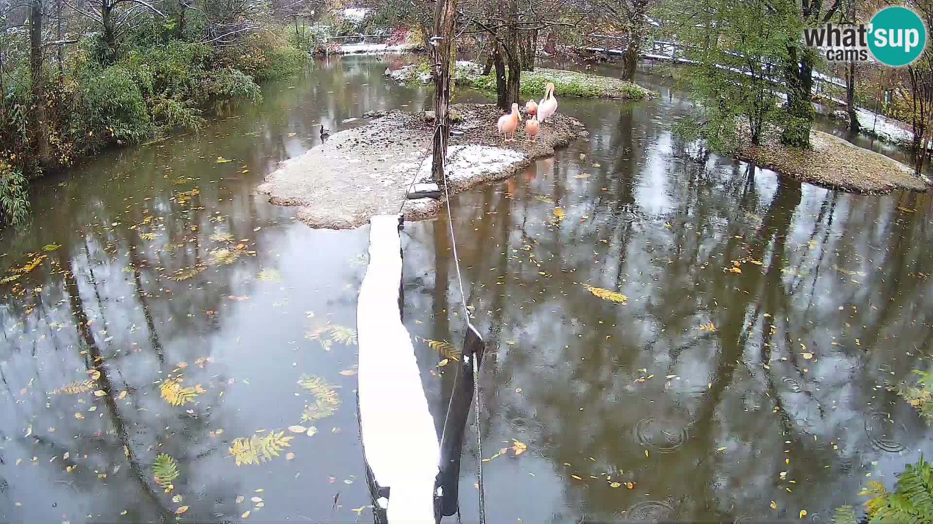 Schwarzweiße Vari Zoo Ljubljana webcam