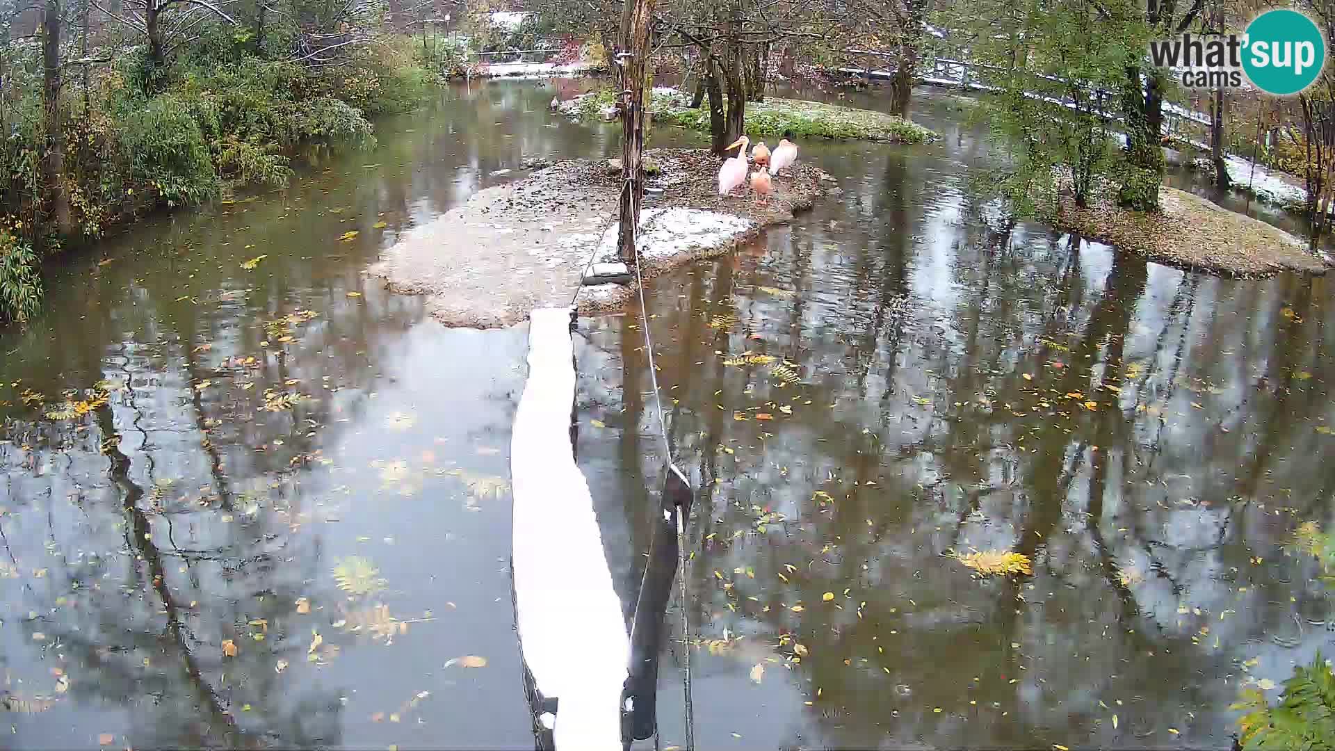 Vari bianconero Zoo Ljubljana webcam