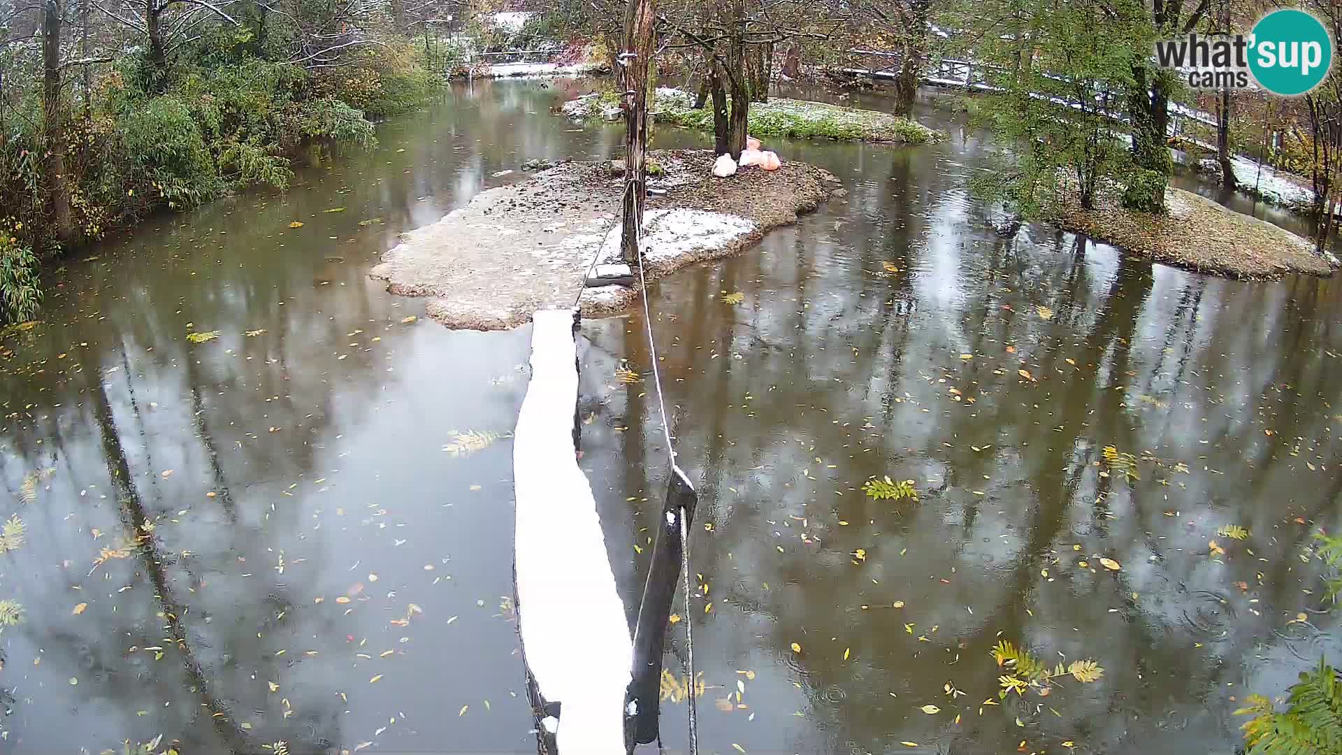 Vari bianconero Zoo Ljubljana webcam