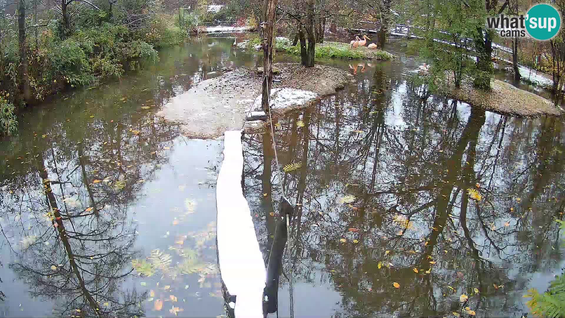 Navadni vari v živo – Ljubljana živalski vrt