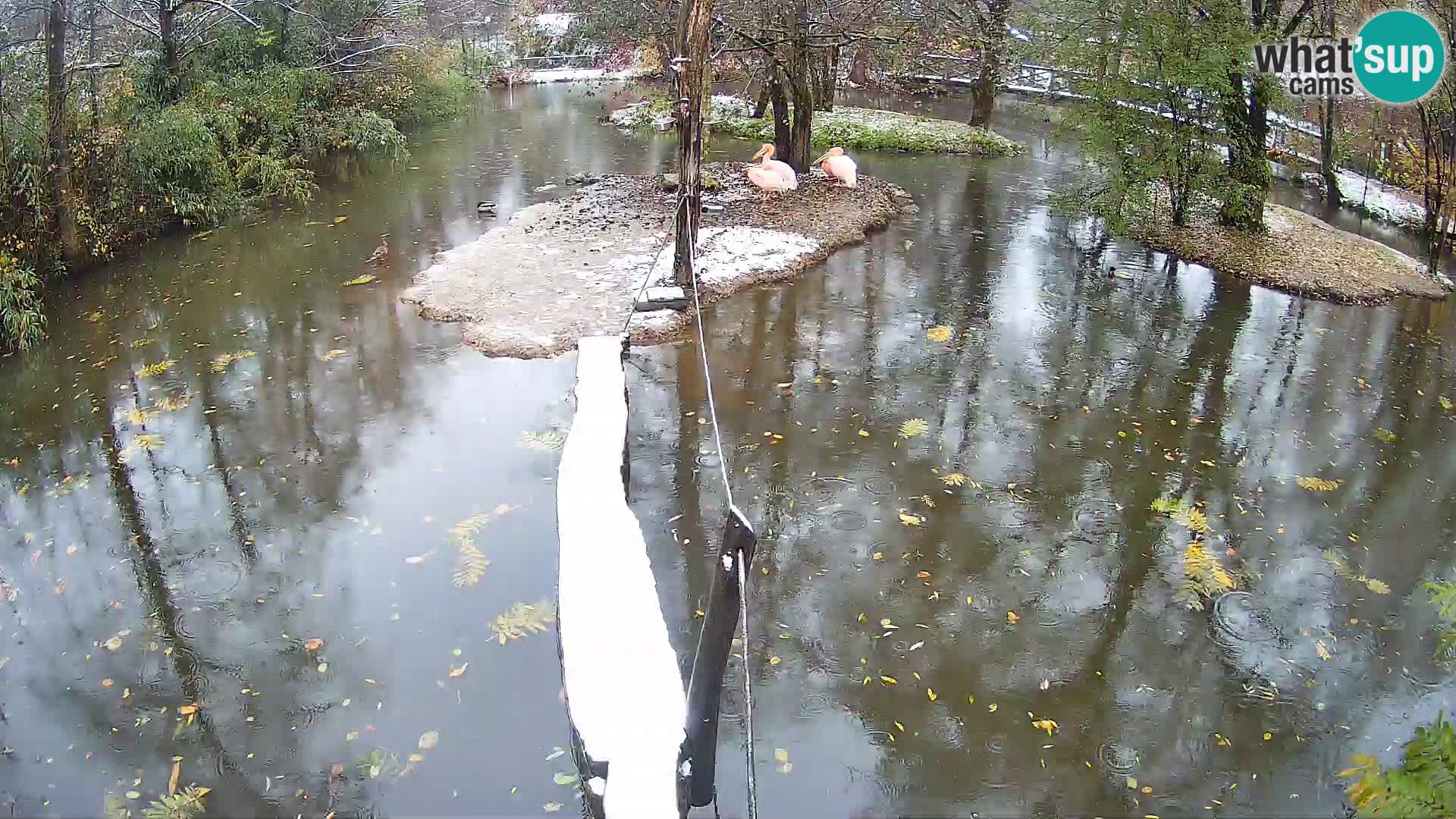 Lémur rufo blanco y negro – Ljubljana Zoo en vivo