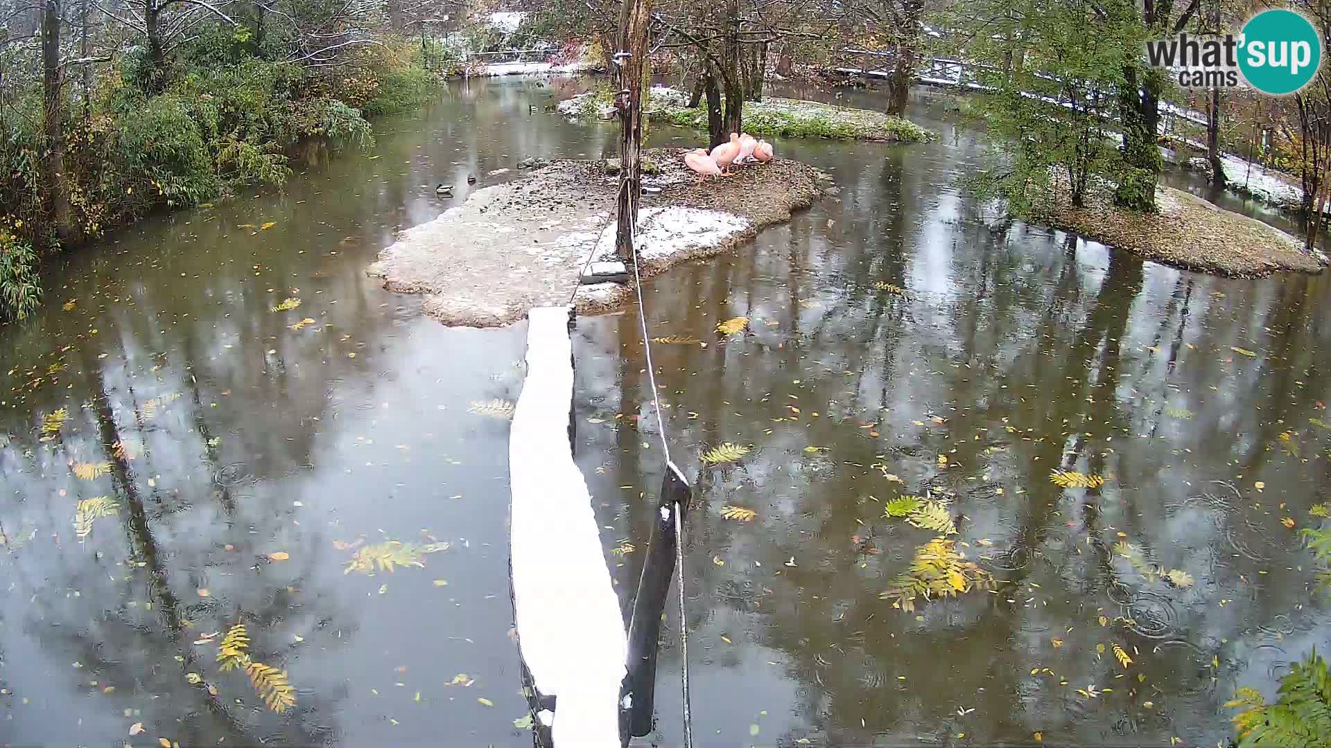 Lémur rufo blanco y negro – Ljubljana Zoo en vivo