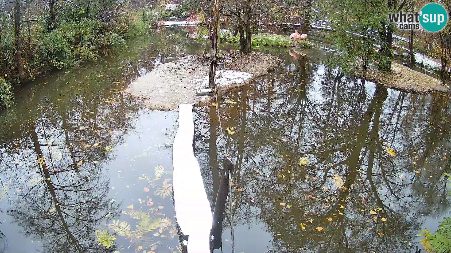 Lémur rufo blanco y negro – Ljubljana Zoo en vivo