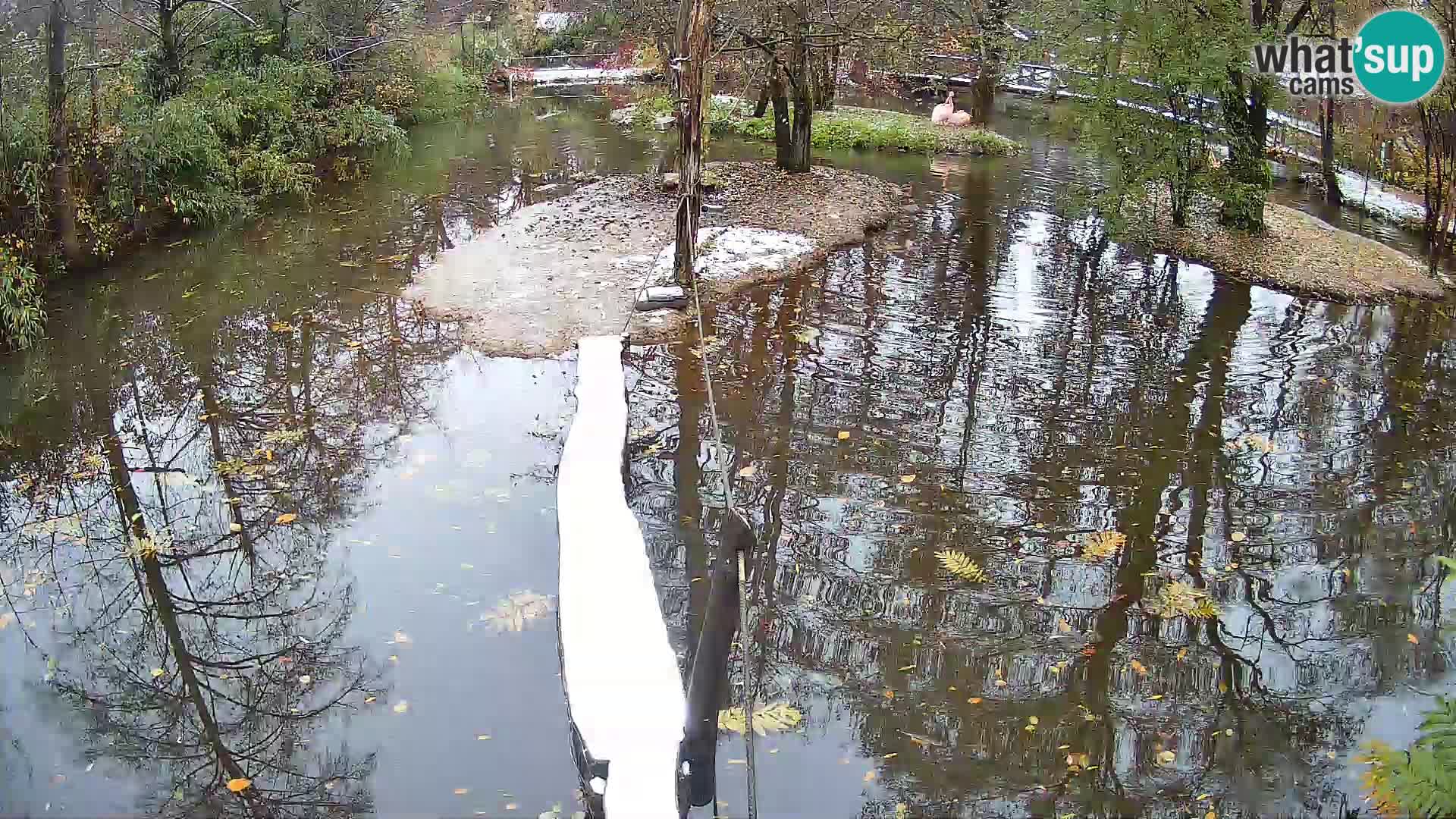 Vari bianconero Zoo Ljubljana webcam