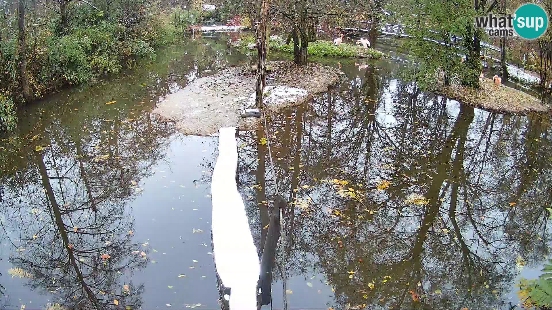 Lémur rufo blanco y negro – Ljubljana Zoo en vivo