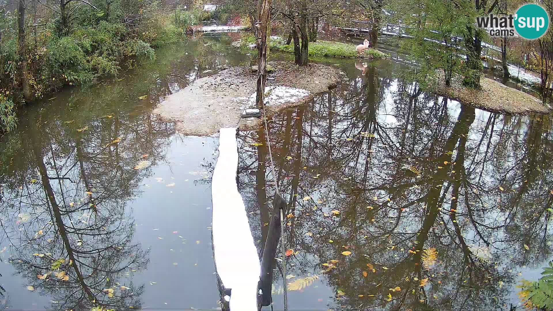 Navadni vari v živo – Ljubljana živalski vrt