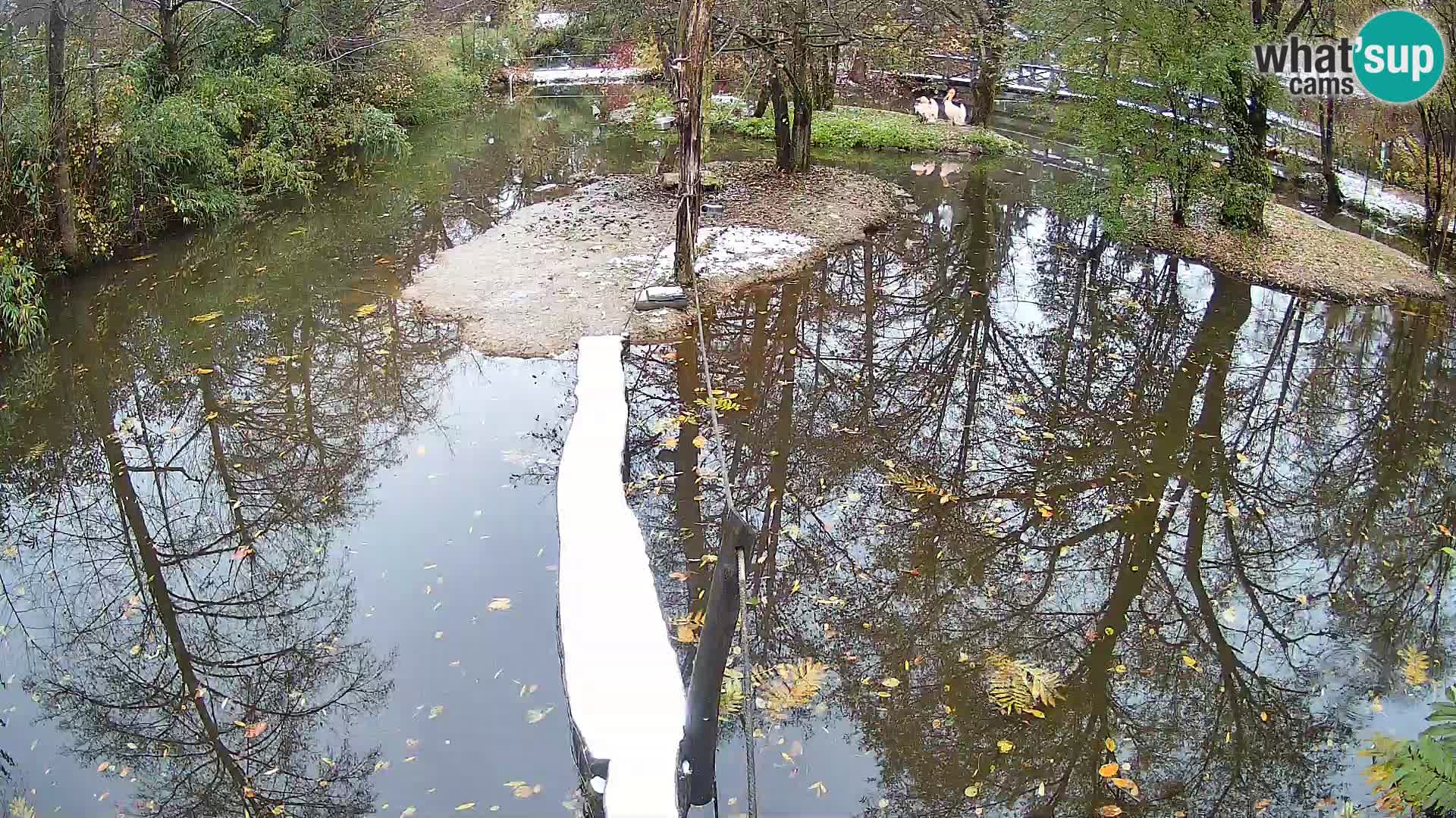 Schwarzweiße Vari Zoo Ljubljana webcam