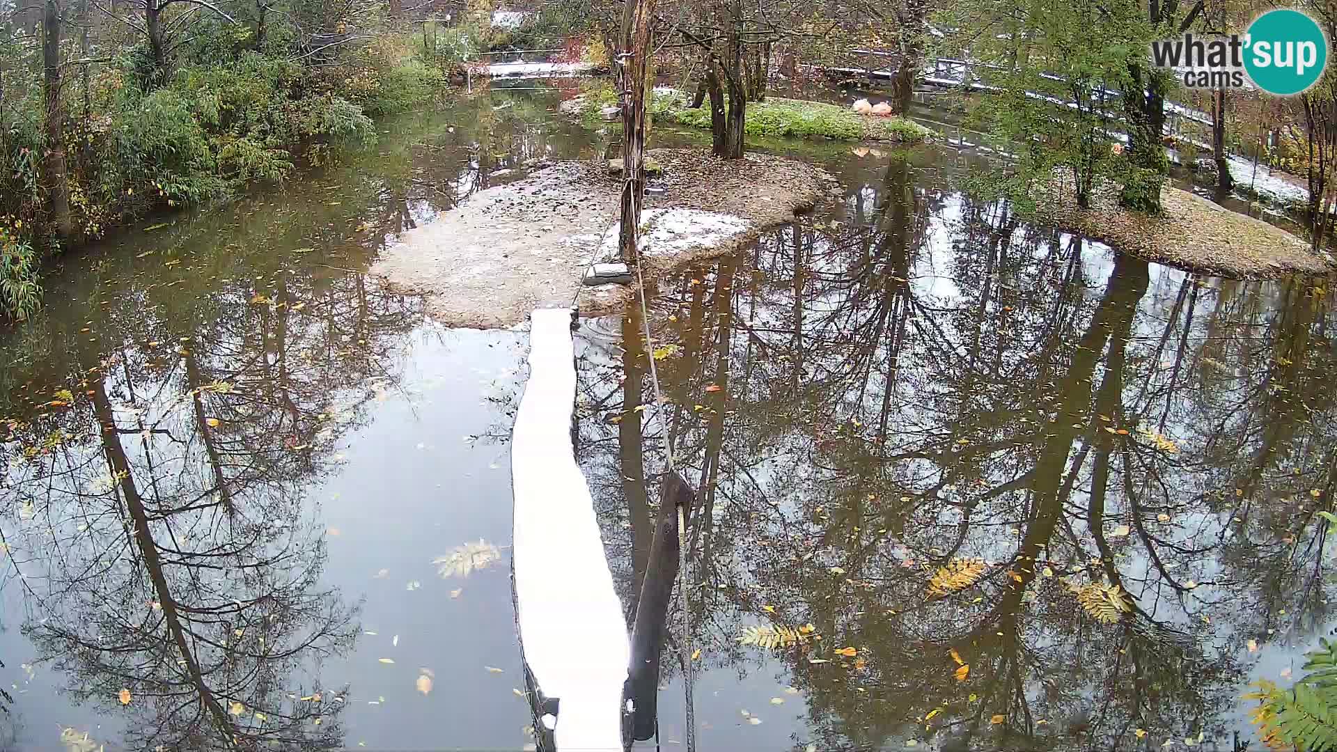 Vari bianconero Zoo Ljubljana webcam