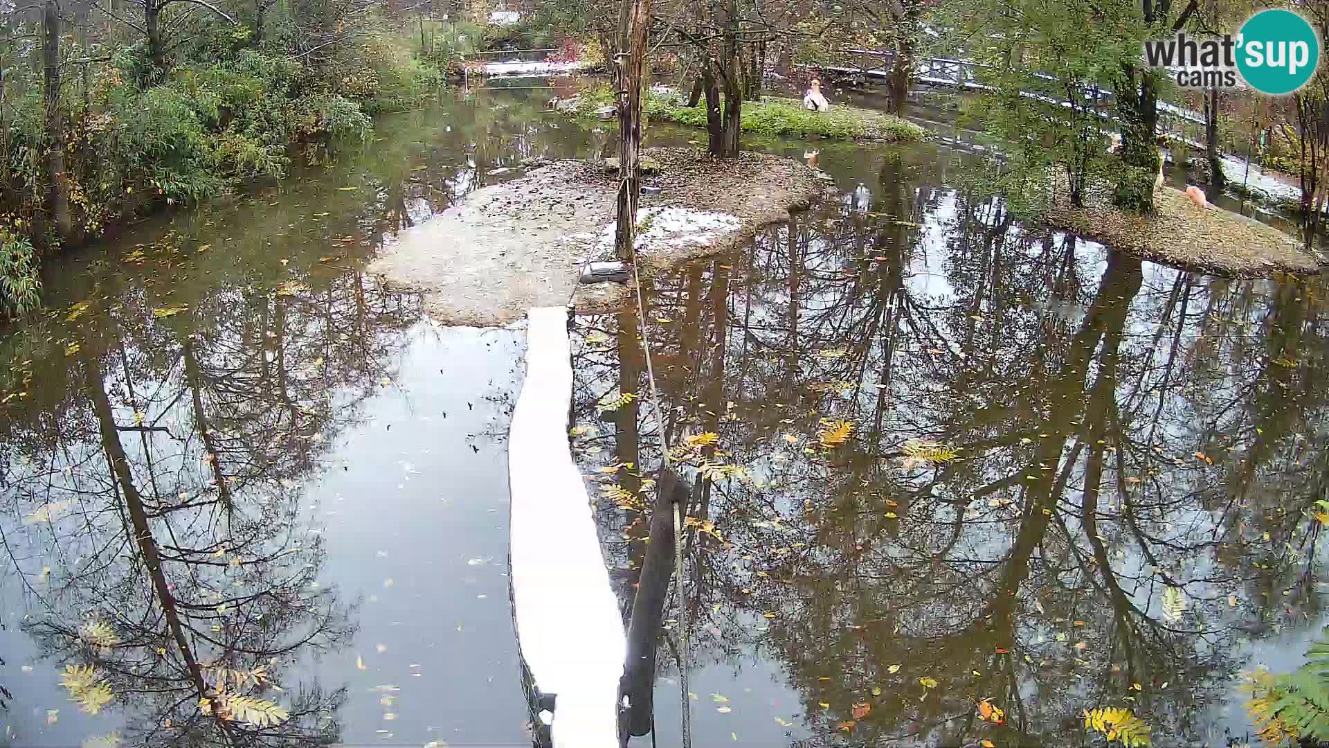 Navadni vari v živo – Ljubljana živalski vrt